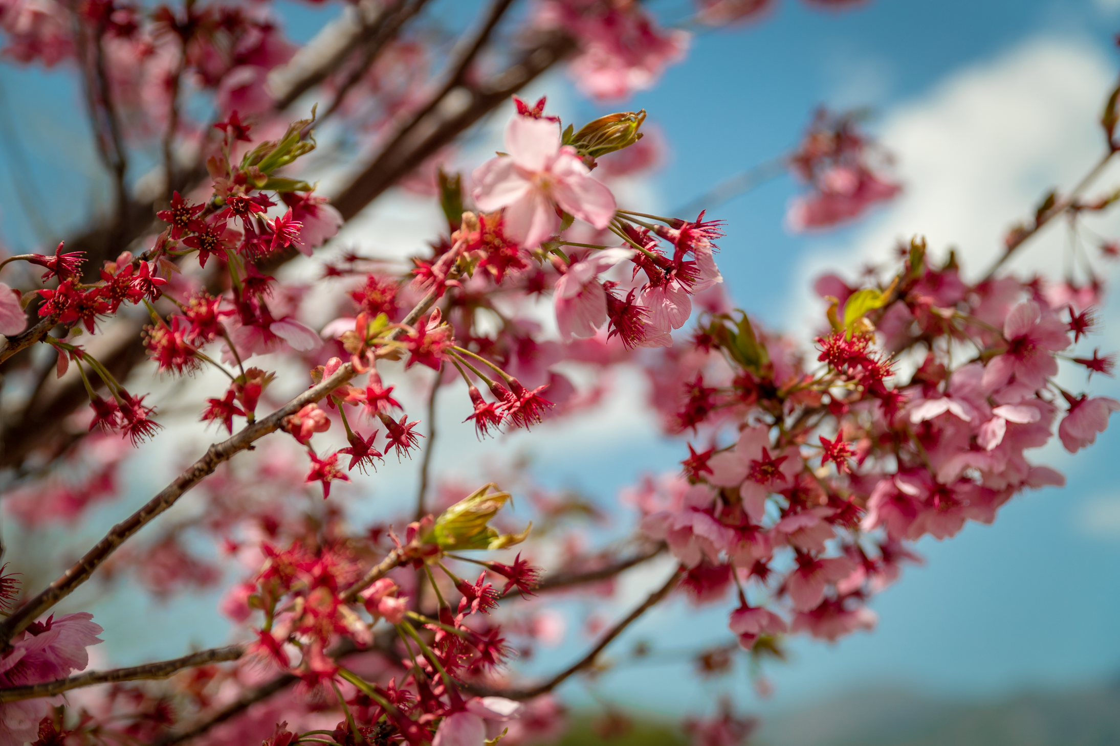 31 web size Japan-3015.png