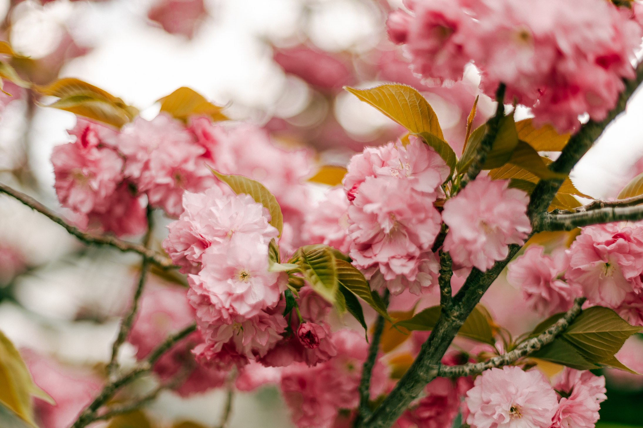 15 web size Japan-2603.png