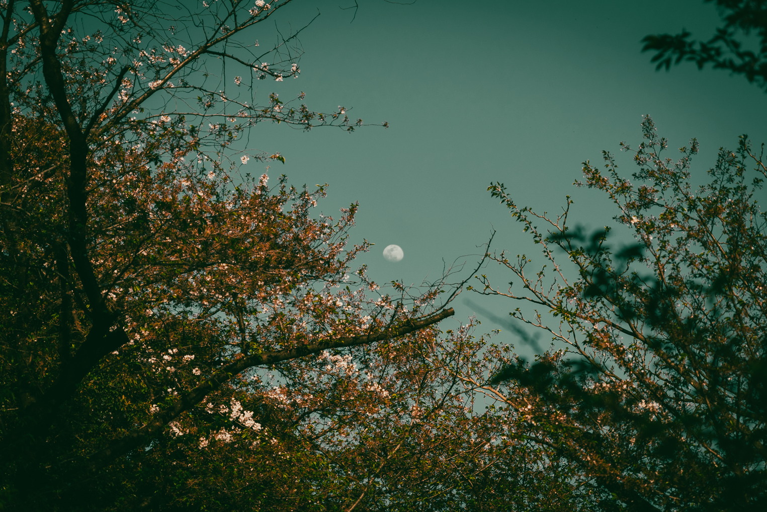6 web size Japan_04.19-2086.png
