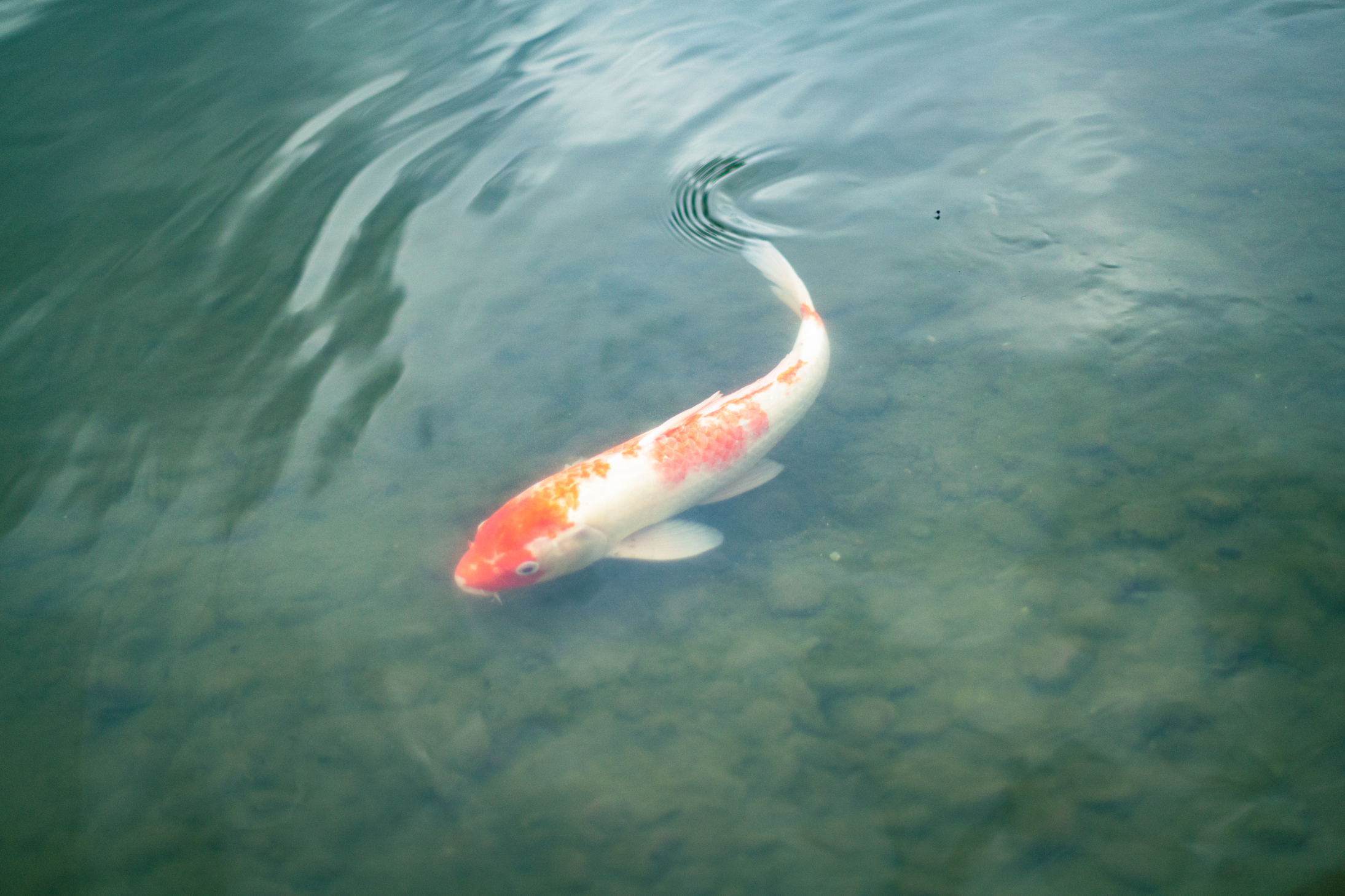 37 web size Japan-3321.png