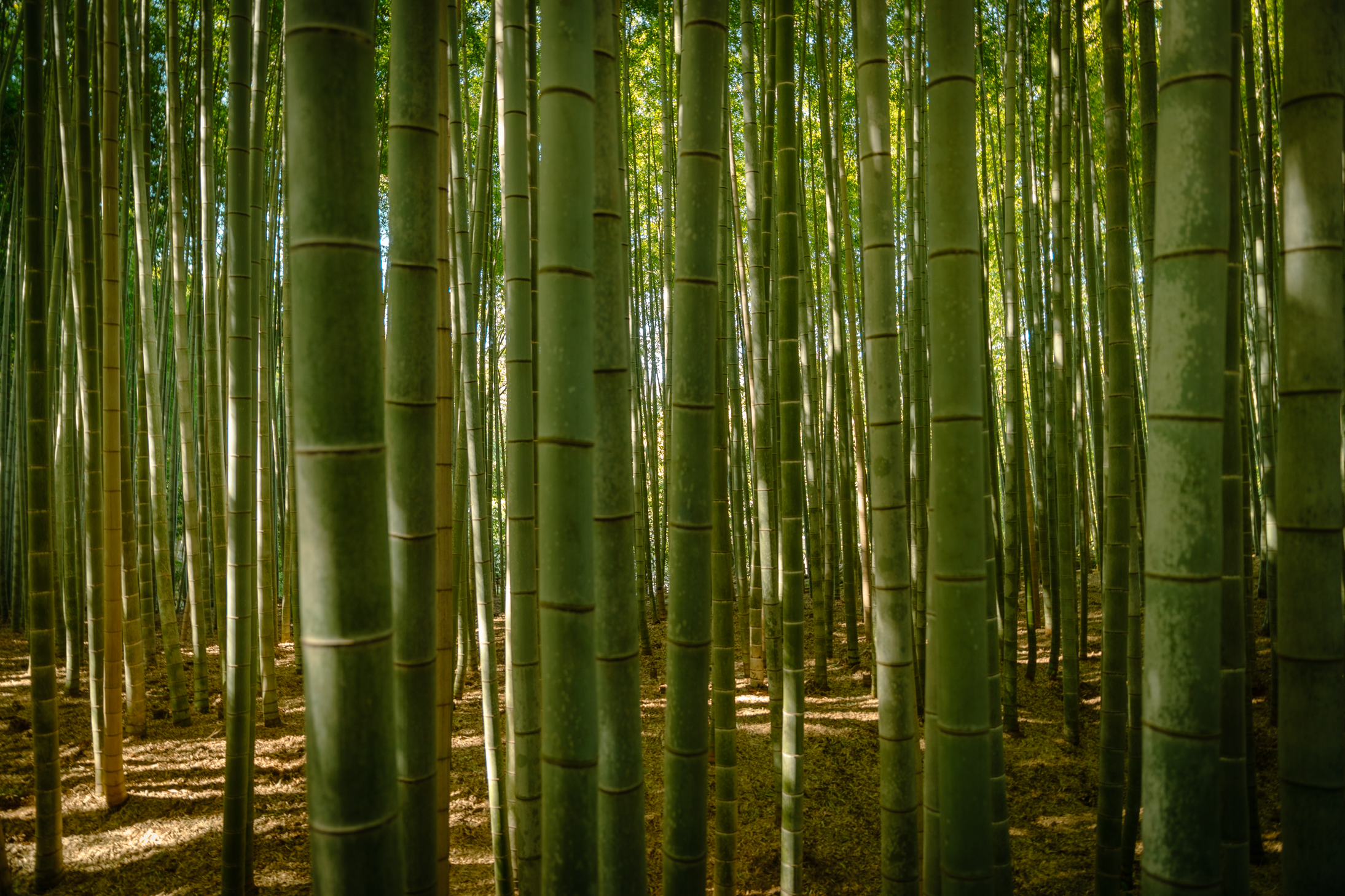19 web size Japan-2819.png
