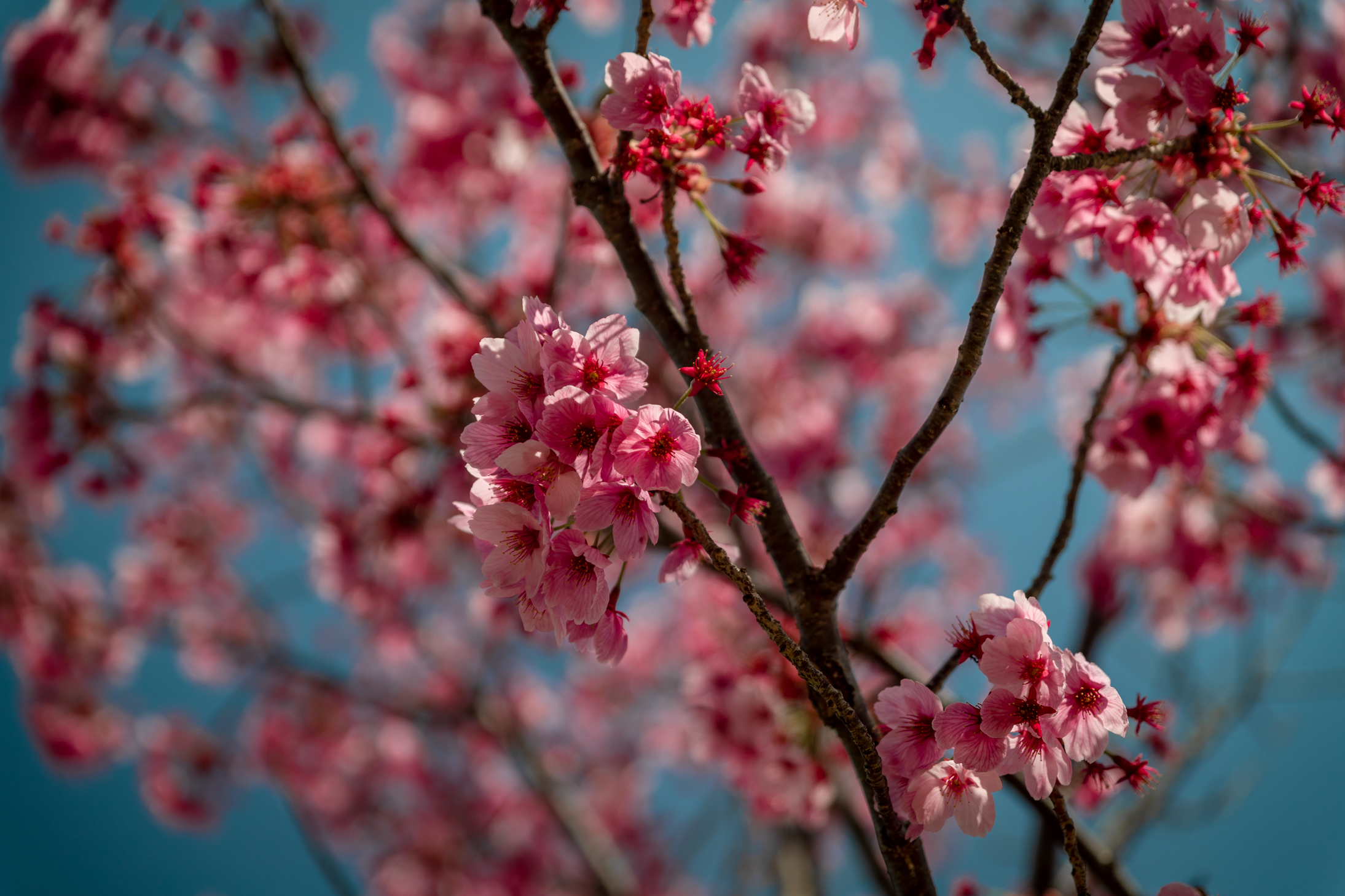 32 web size Japan-3018.png