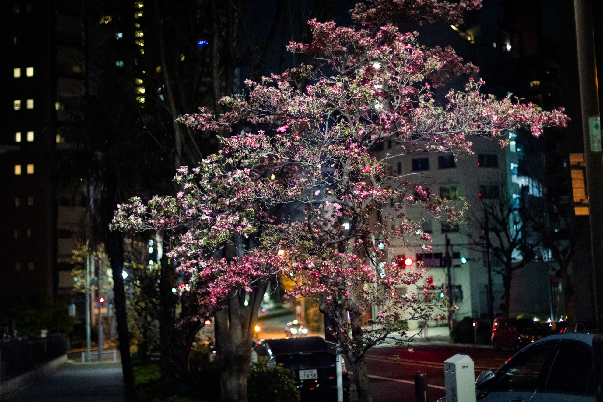 7 web size Japan_04.19-2097.png