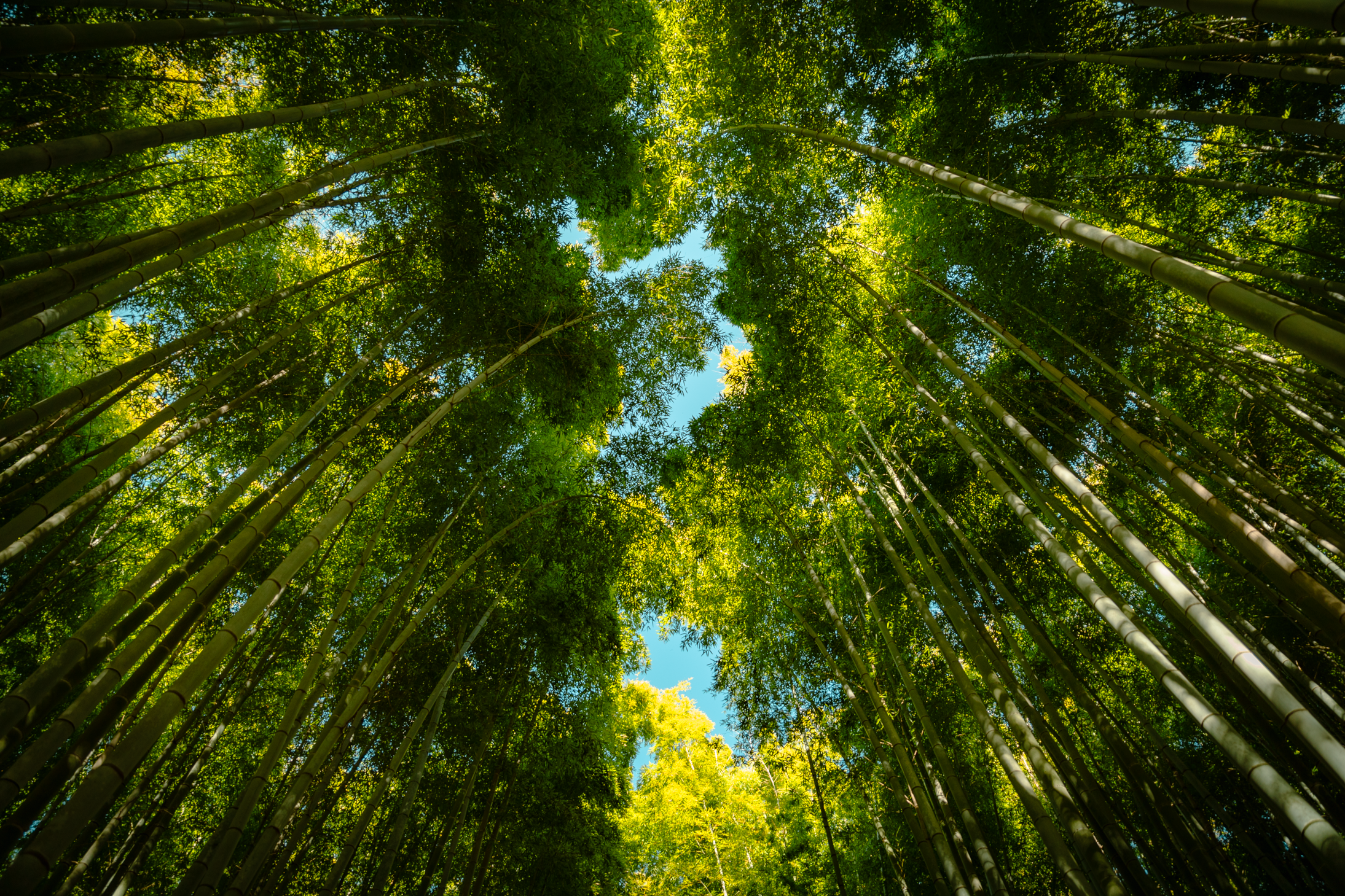 18 web size Japan-2816.png