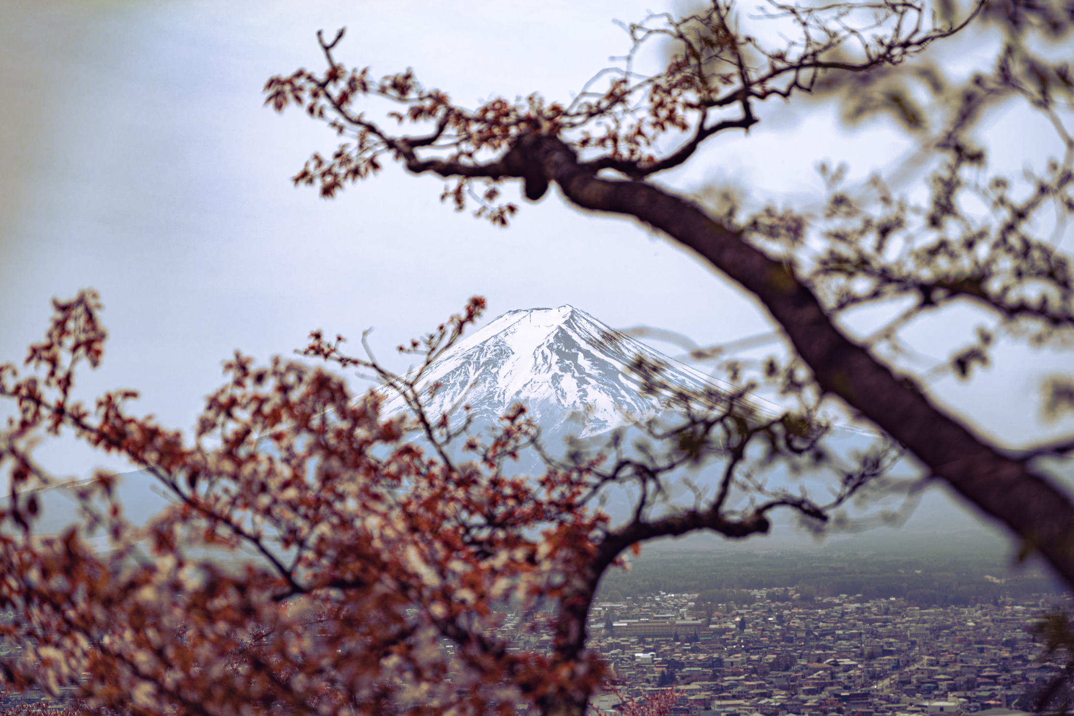 26 web size Japan-3184.png