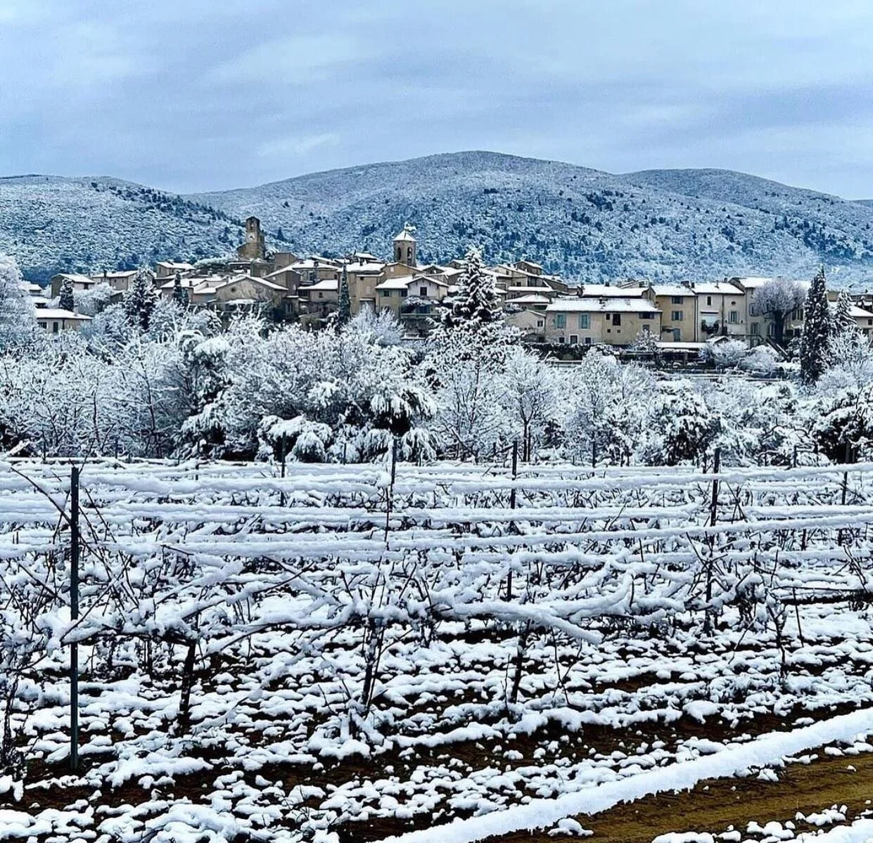 A blanket of snow on the vines surrounding the village of Lourmarin. Photo credit @maisonfranc1884 

#ourfrenchdrop
