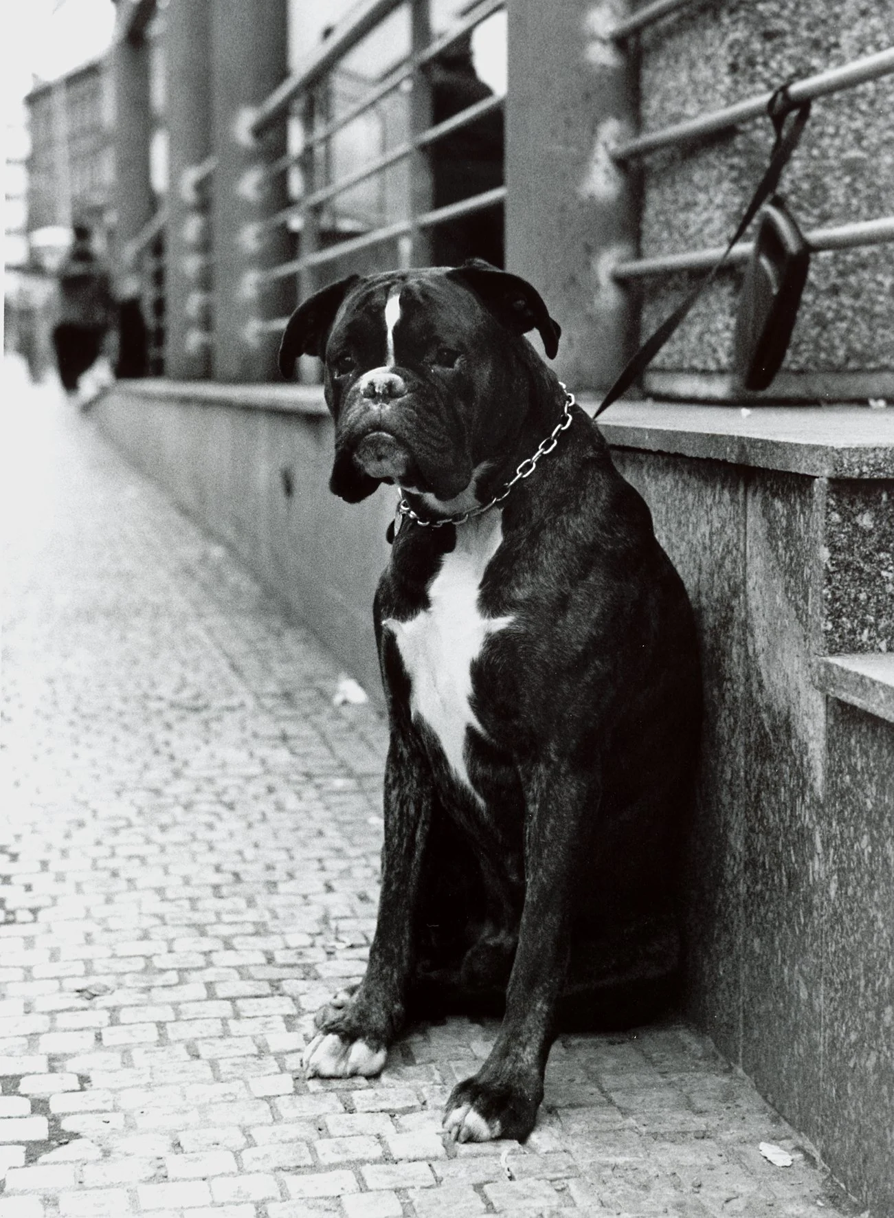 dogi.jpg