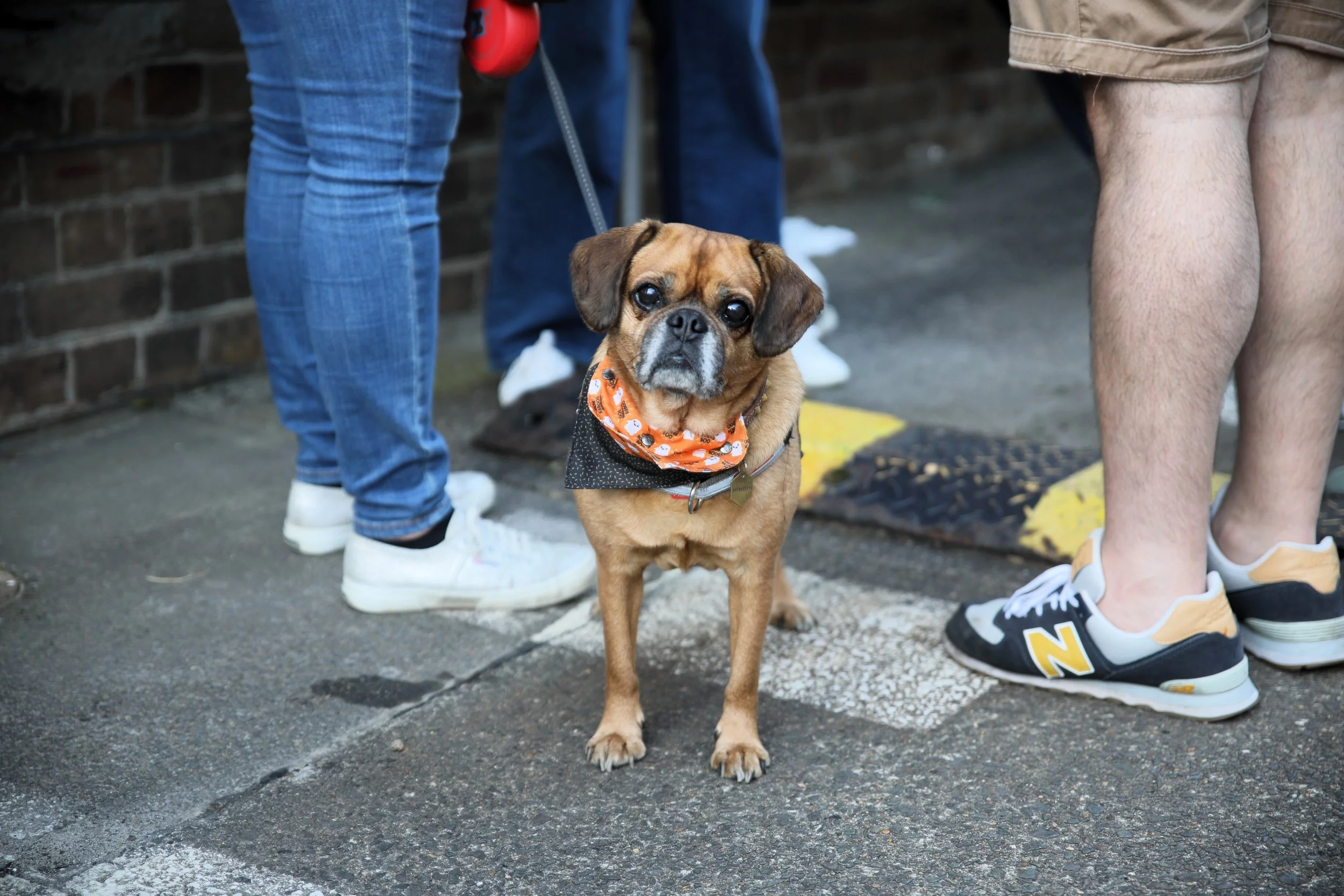 A small brown dog with a black and orange bandana around its neck standing on a city sidewalk, surrounded by people wearing casual shoes.