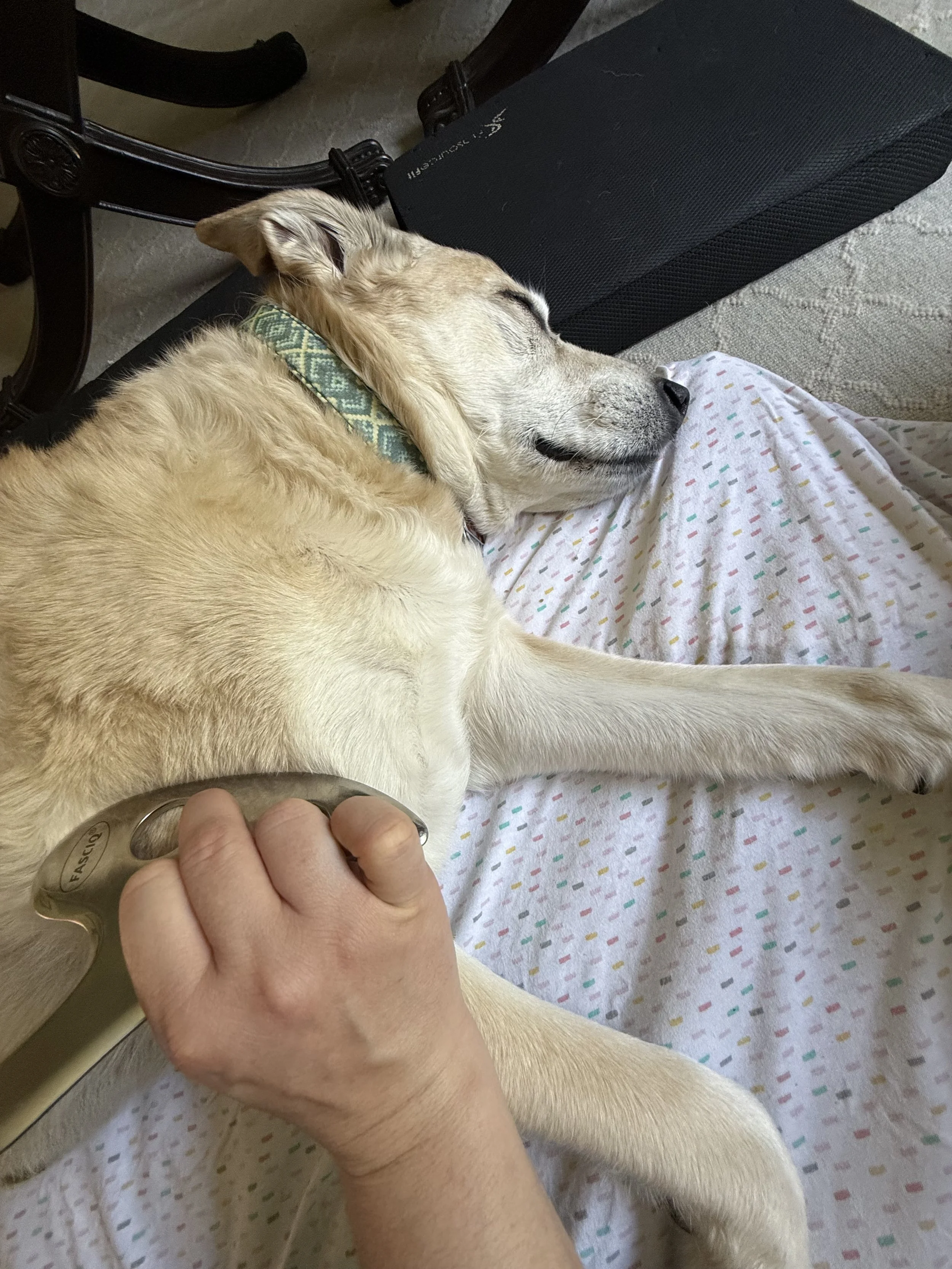 In-home veterinary physical rehabilitation therapy and acupuncture for dogs and cats. Serving Pennsylvania's Main Line only. Laser therapy, acupuncture, massage therapy. Specializing in senior dog mobility issues.