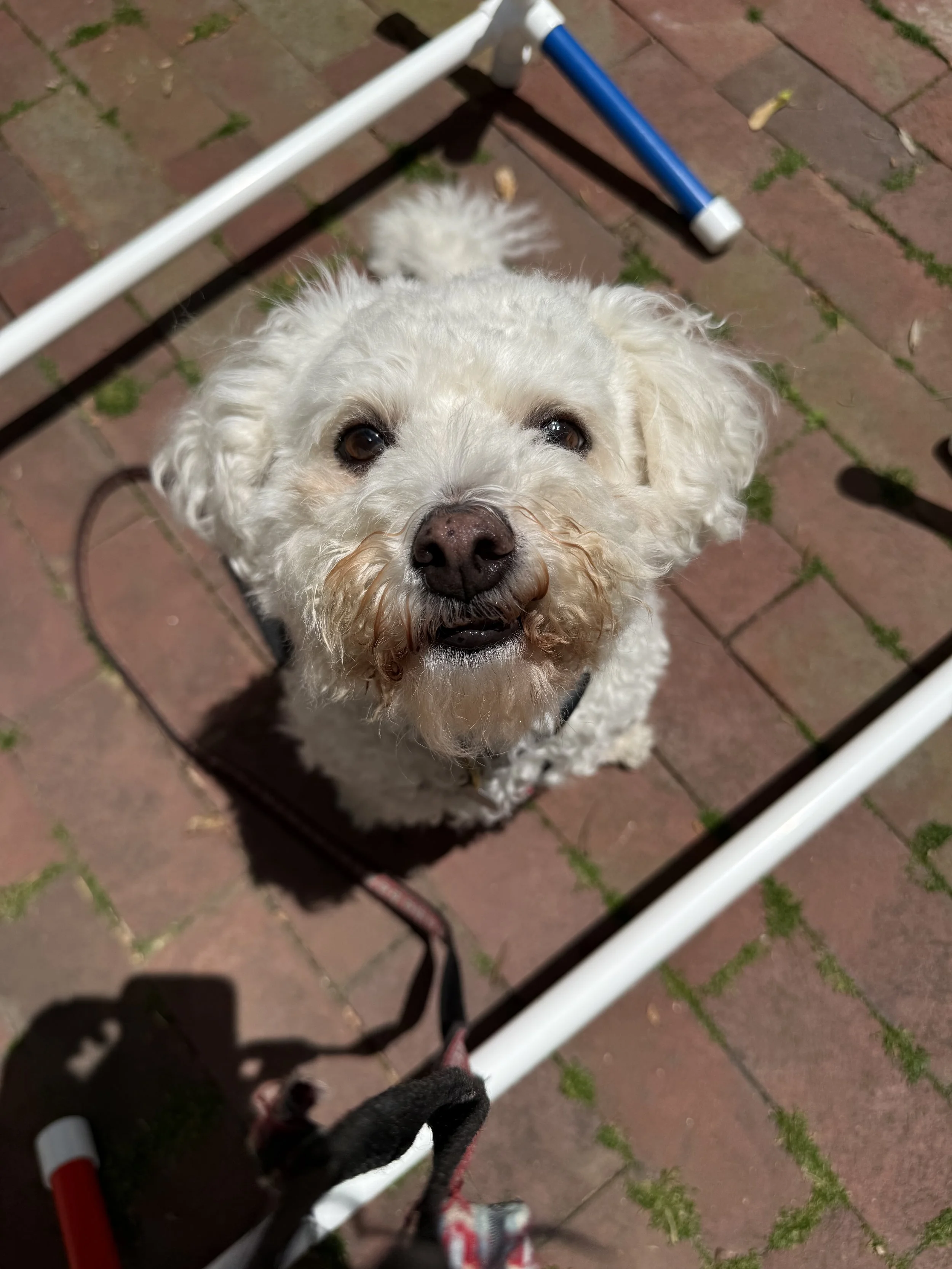 In-home veterinary physical rehabilitation therapy and acupuncture for dogs and cats. Serving Pennsylvania's Main Line only. Laser therapy, acupuncture, massage therapy. Specializing in senior dog mobility issues.