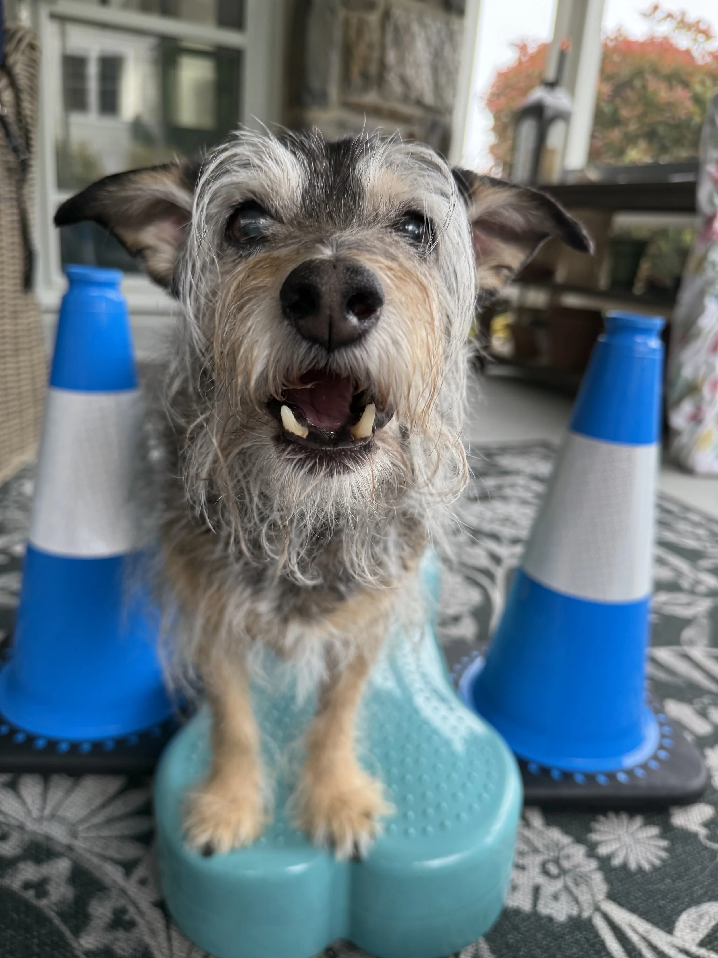 In-home veterinary physical rehabilitation therapy and acupuncture for dogs and cats. Serving Pennsylvania's Main Line only. Laser therapy, acupuncture, massage therapy. Specializing in senior dog mobility issues.