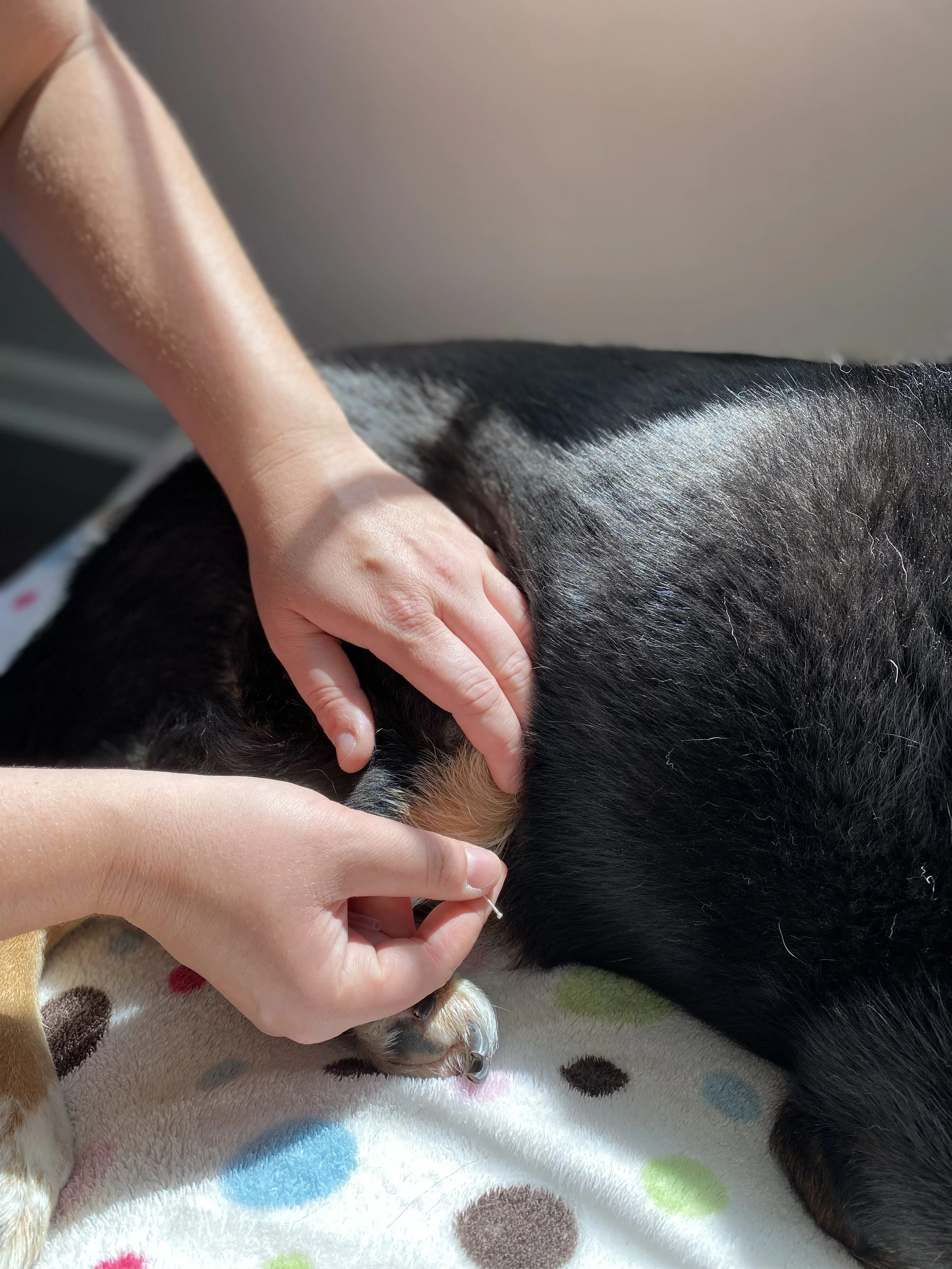 In-home veterinary physical rehabilitation therapy and acupuncture for dogs and cats. Serving Pennsylvania's Main Line only. Laser therapy, acupuncture, massage therapy. Specializing in senior dog mobility issues.