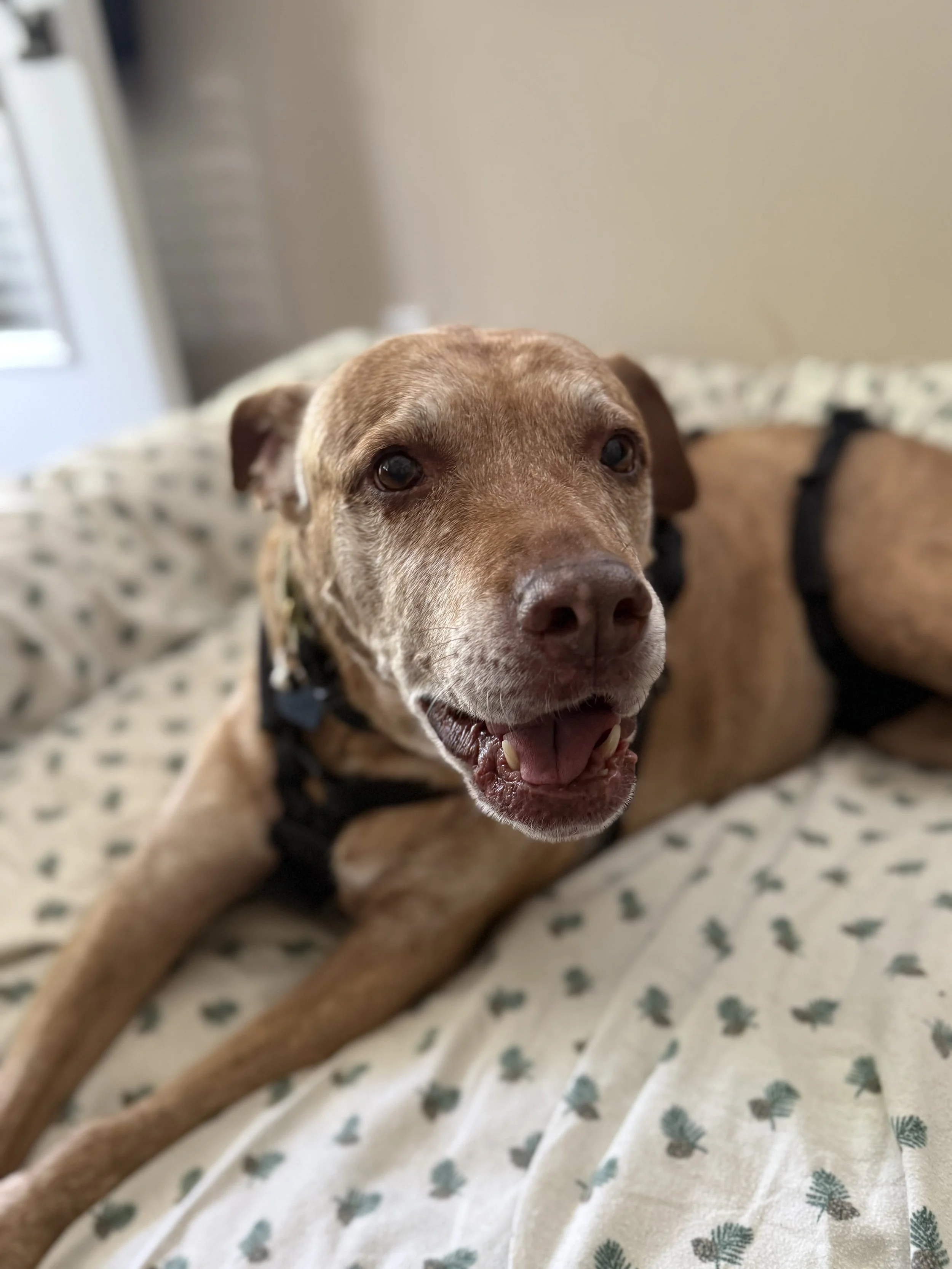 In-home veterinary physical rehabilitation therapy and acupuncture for dogs and cats. Serving Pennsylvania's Main Line only. Laser therapy, acupuncture, massage therapy. Specializing in senior dog mobility issues.