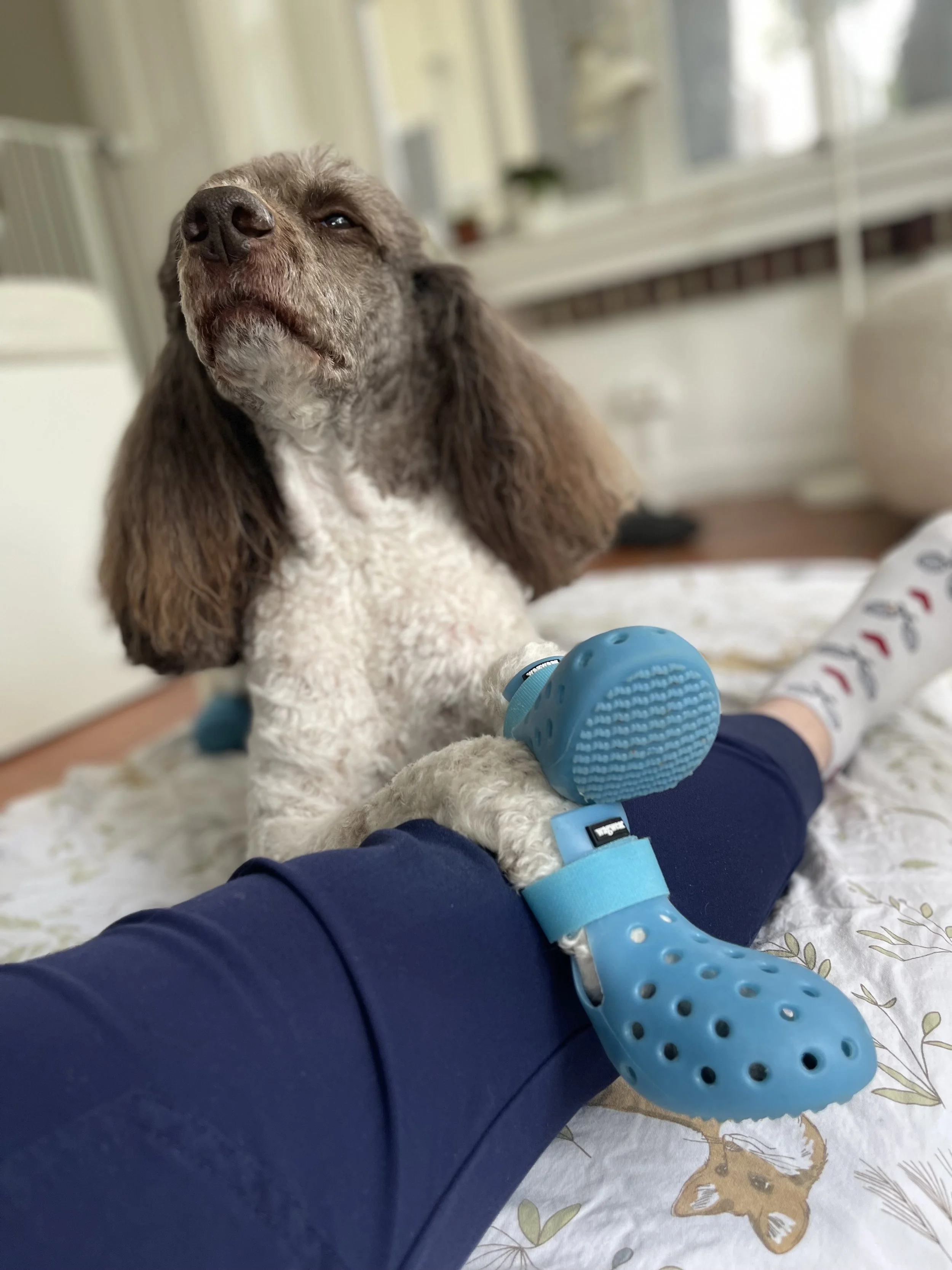 In-home veterinary physical rehabilitation therapy and acupuncture for dogs and cats. Serving Pennsylvania's Main Line only. Laser therapy, acupuncture, massage therapy. Specializing in senior dog mobility issues.