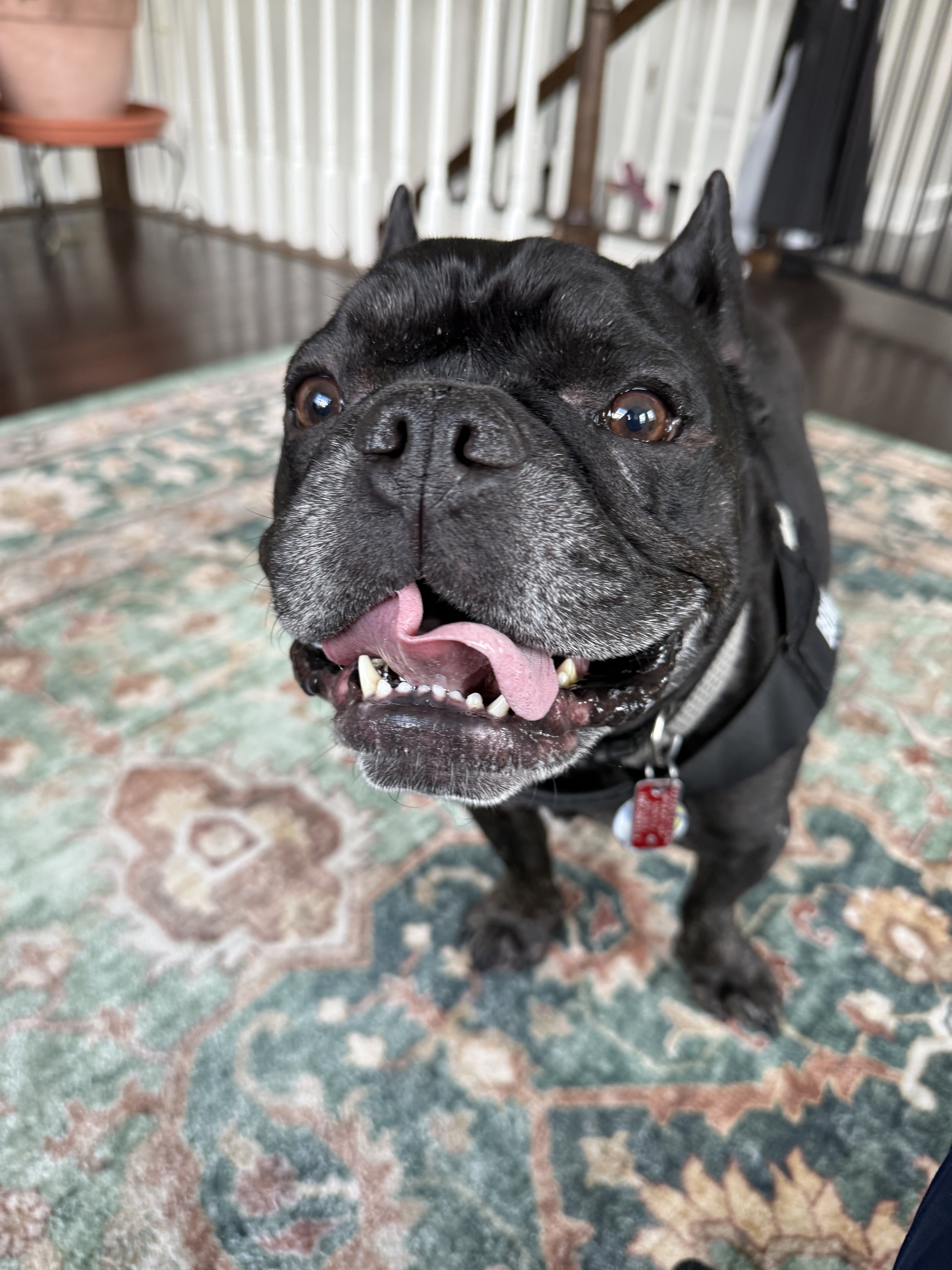 In-home veterinary physical rehabilitation therapy and acupuncture for dogs and cats. Serving Pennsylvania's Main Line only. Laser therapy, acupuncture, massage therapy. Specializing in senior dog mobility issues.