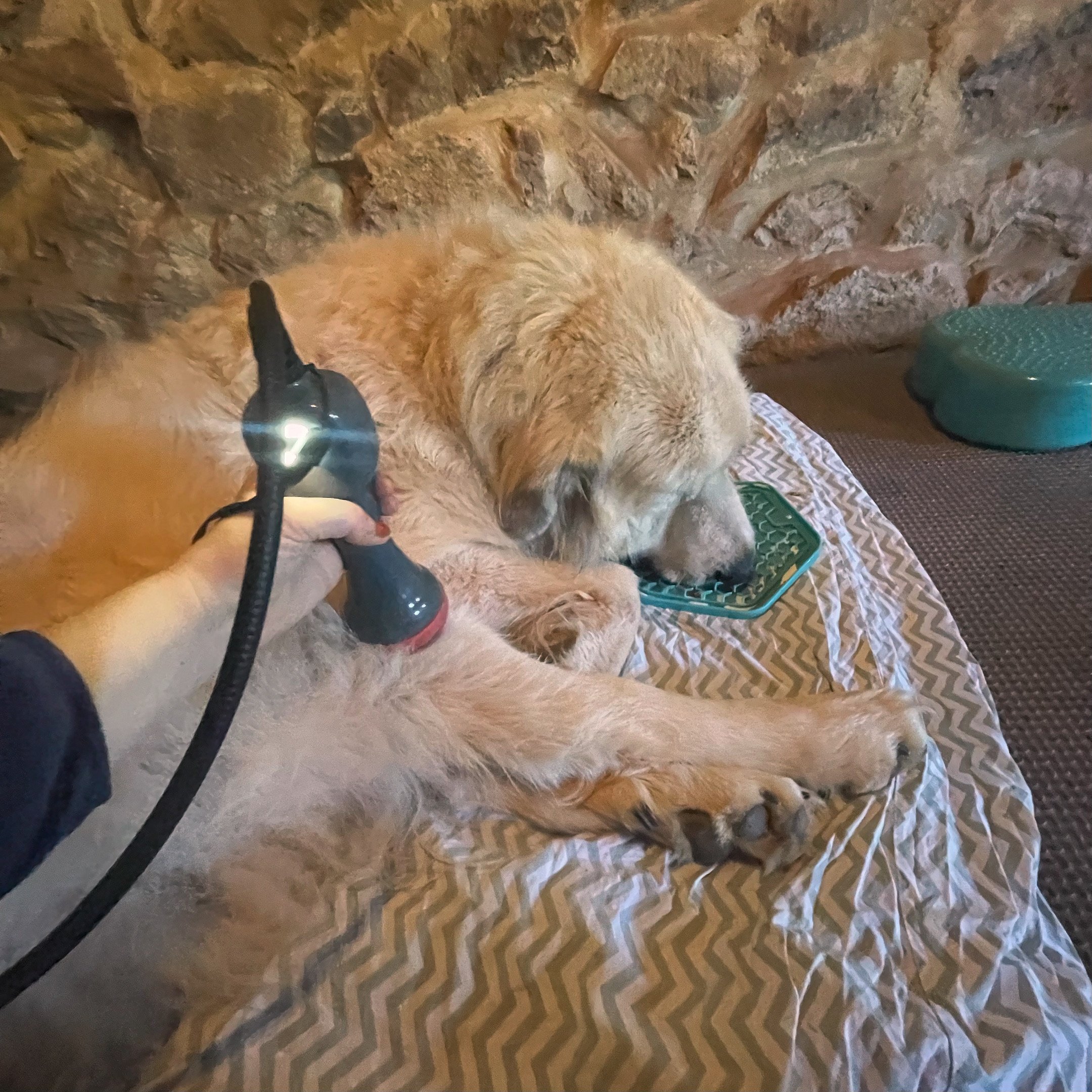 In-home veterinary physical rehabilitation therapy and acupuncture for dogs and cats. Serving Pennsylvania's Main Line only. Laser therapy, acupuncture, massage therapy. Specializing in senior dog mobility issues.