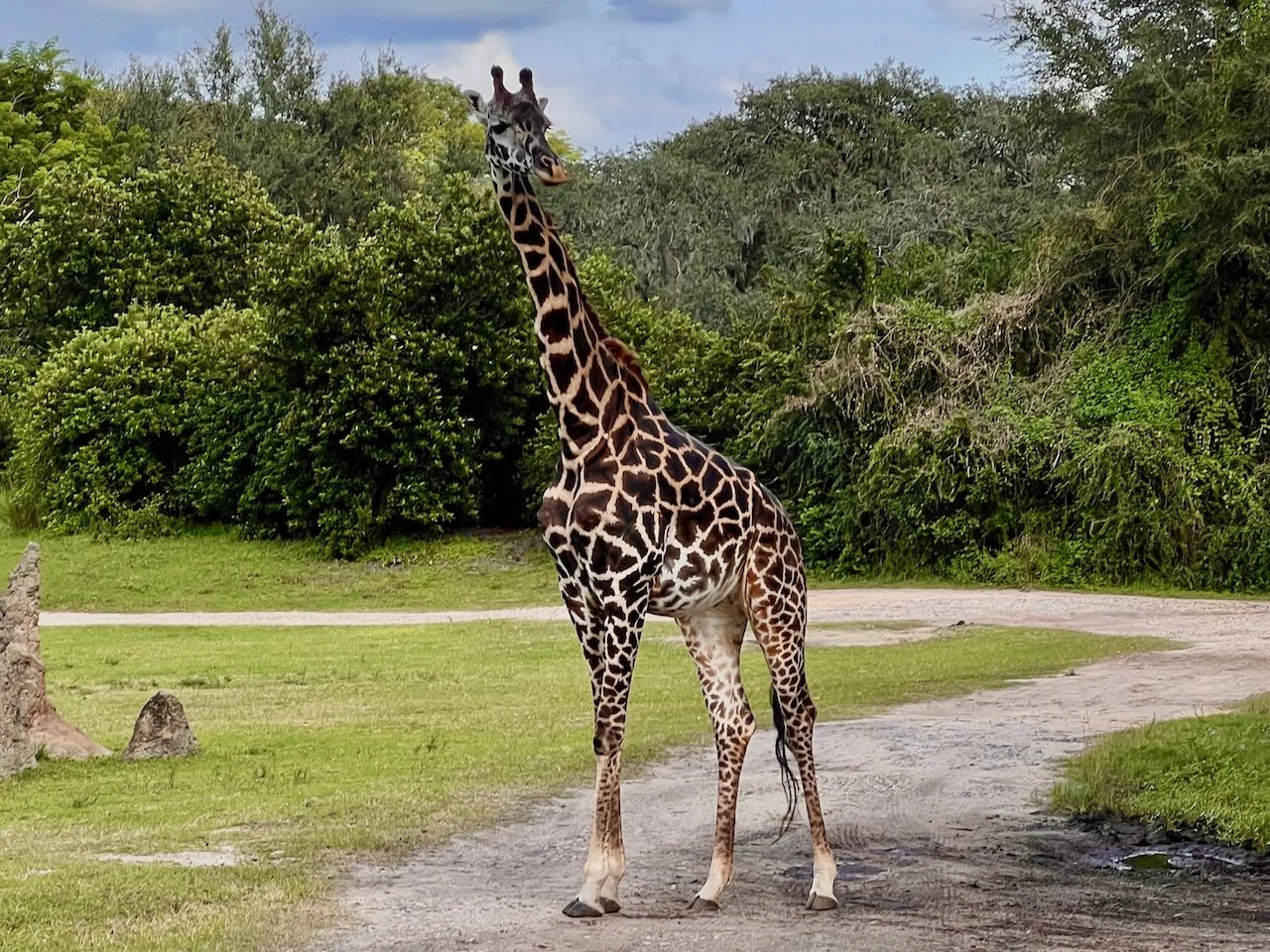 I Feel Like a Baby Giraffe