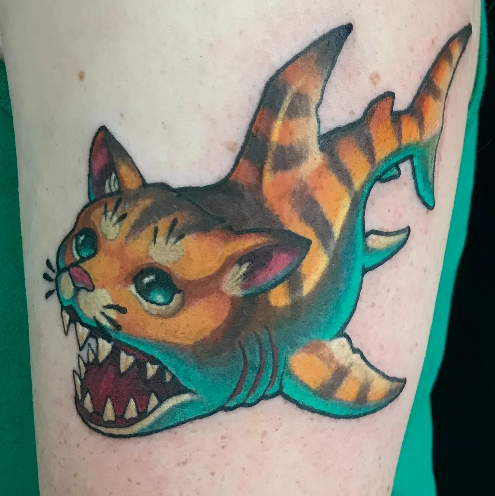 catshark.jpeg