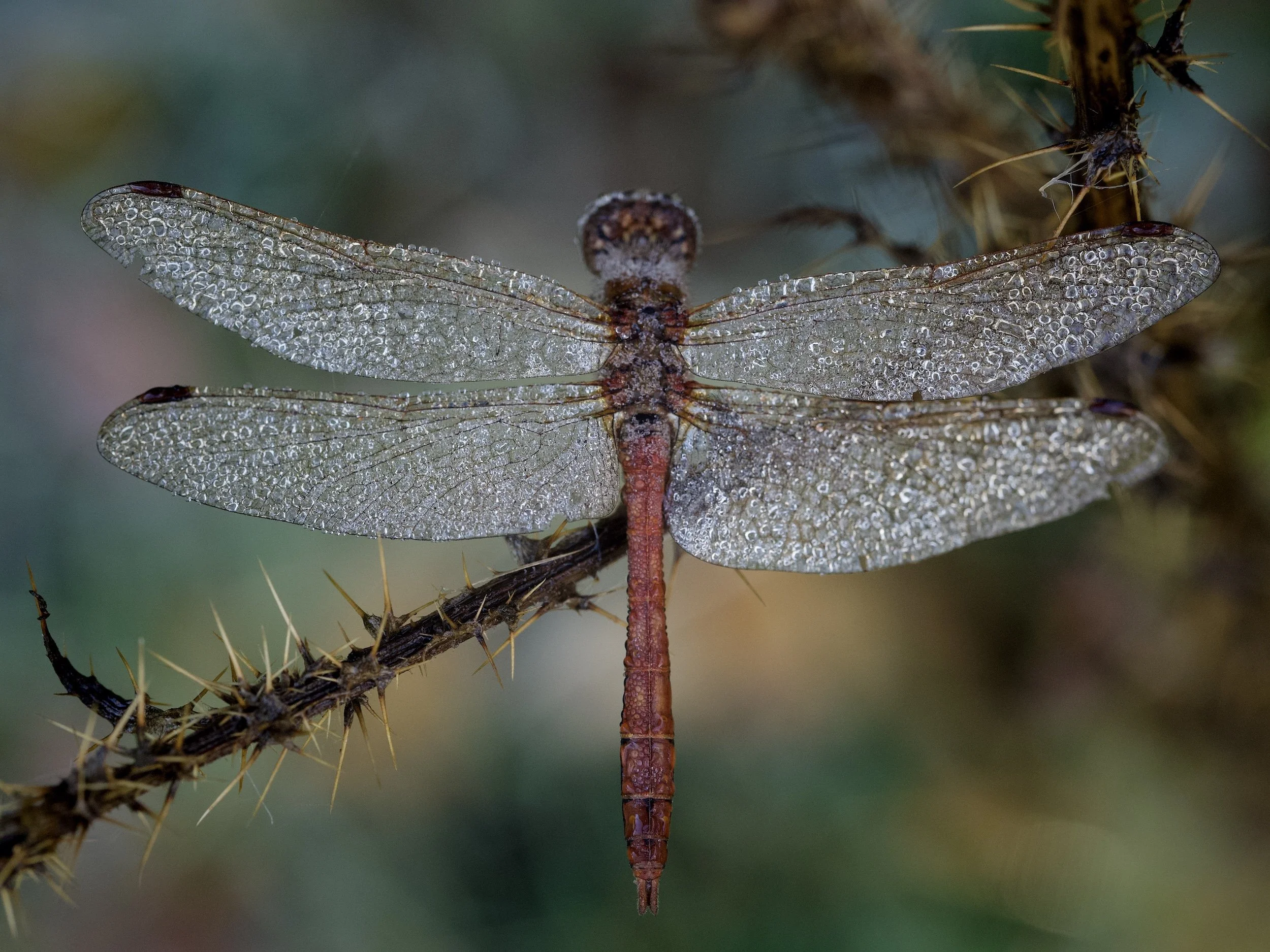 IMG_8651 Edited.jpeg