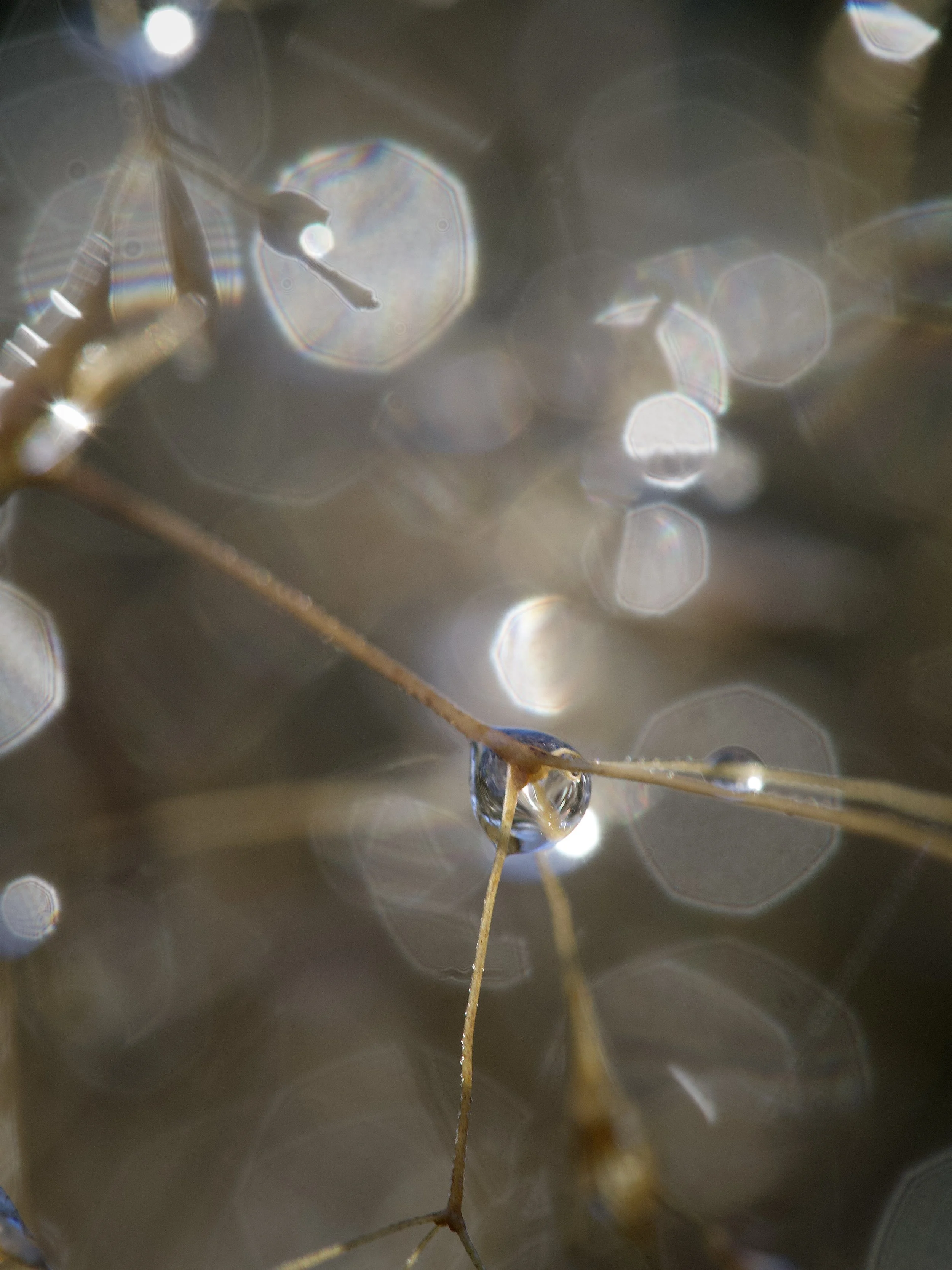 IMG_8667%20Edited 2 Edited.jpg