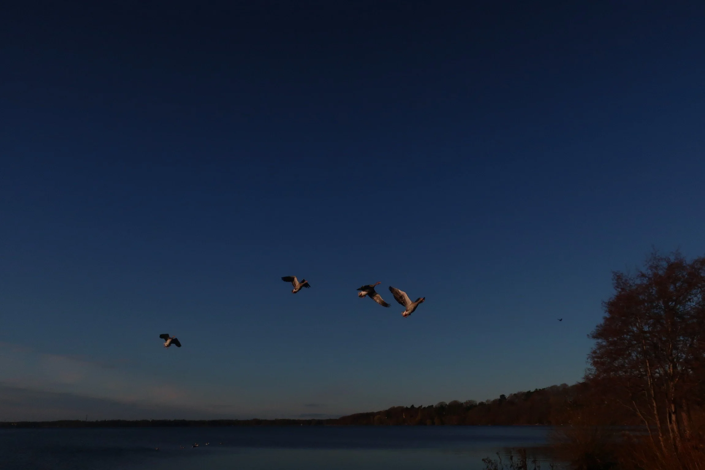 Fugle ved foresøen.JPG