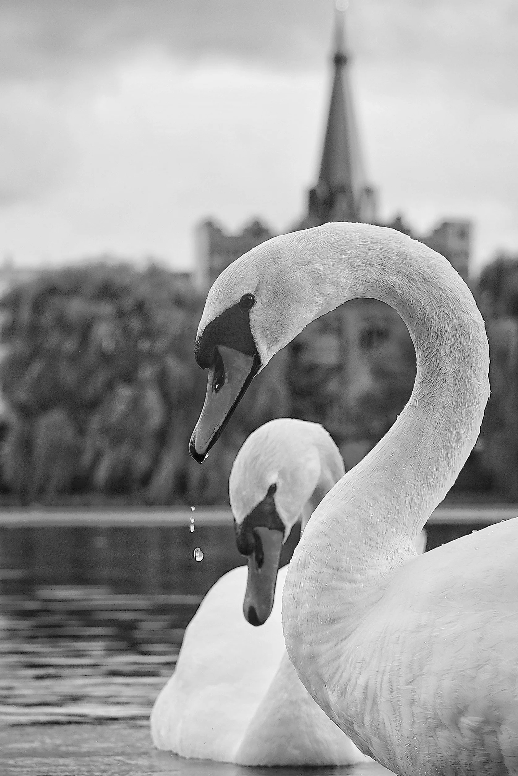 To svaner på vandet med en kirke i baggrunden i sort-hvid.