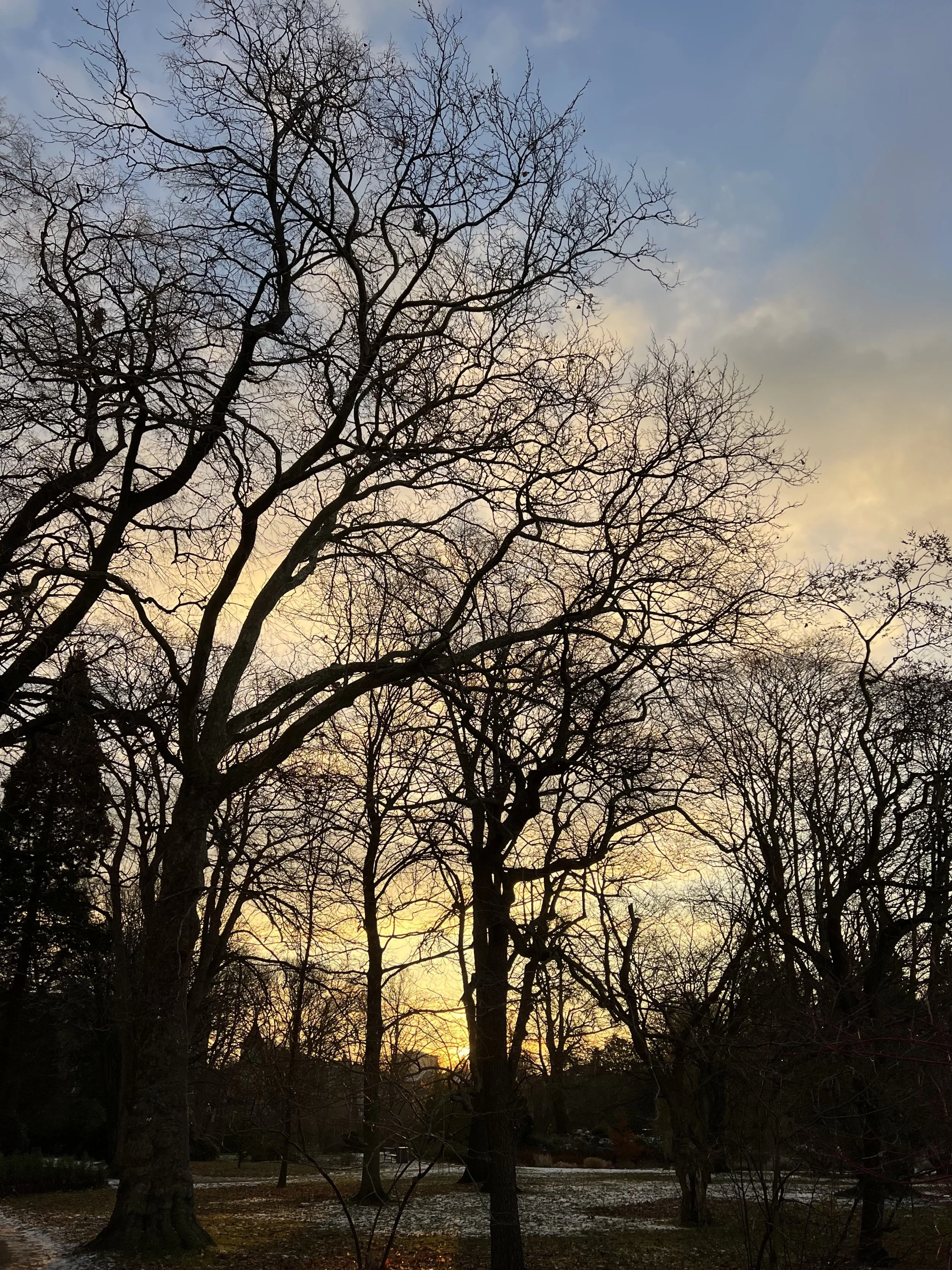 5Dec2023 Morgensol Haveselskabets Have .jpg