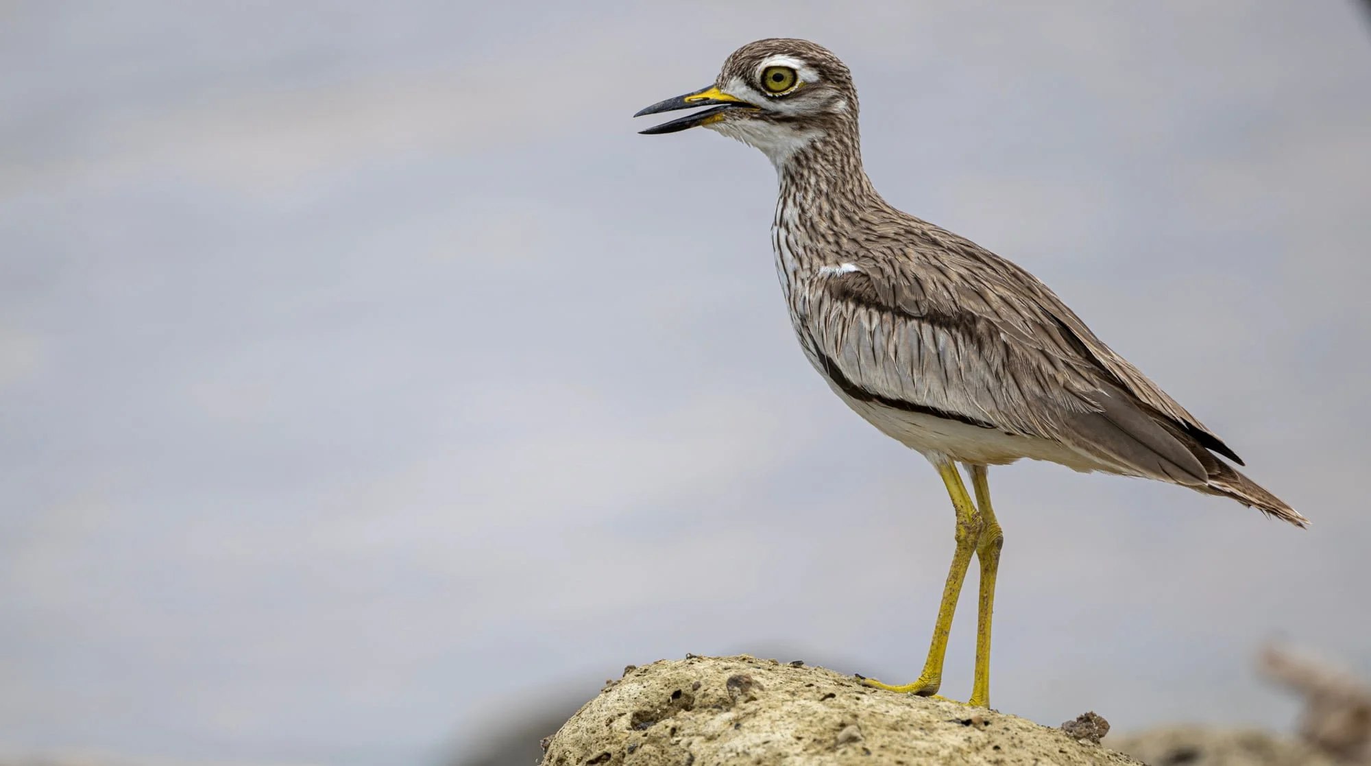 12 - Thick-knee (Senegaltriel).jpeg