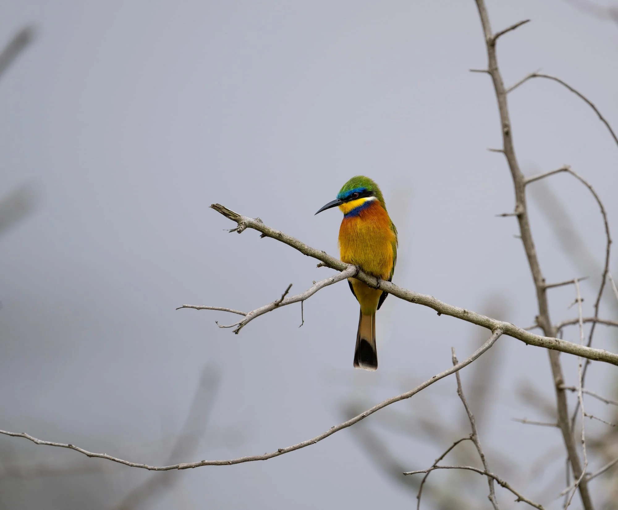 8 - Bee-eater.jpeg