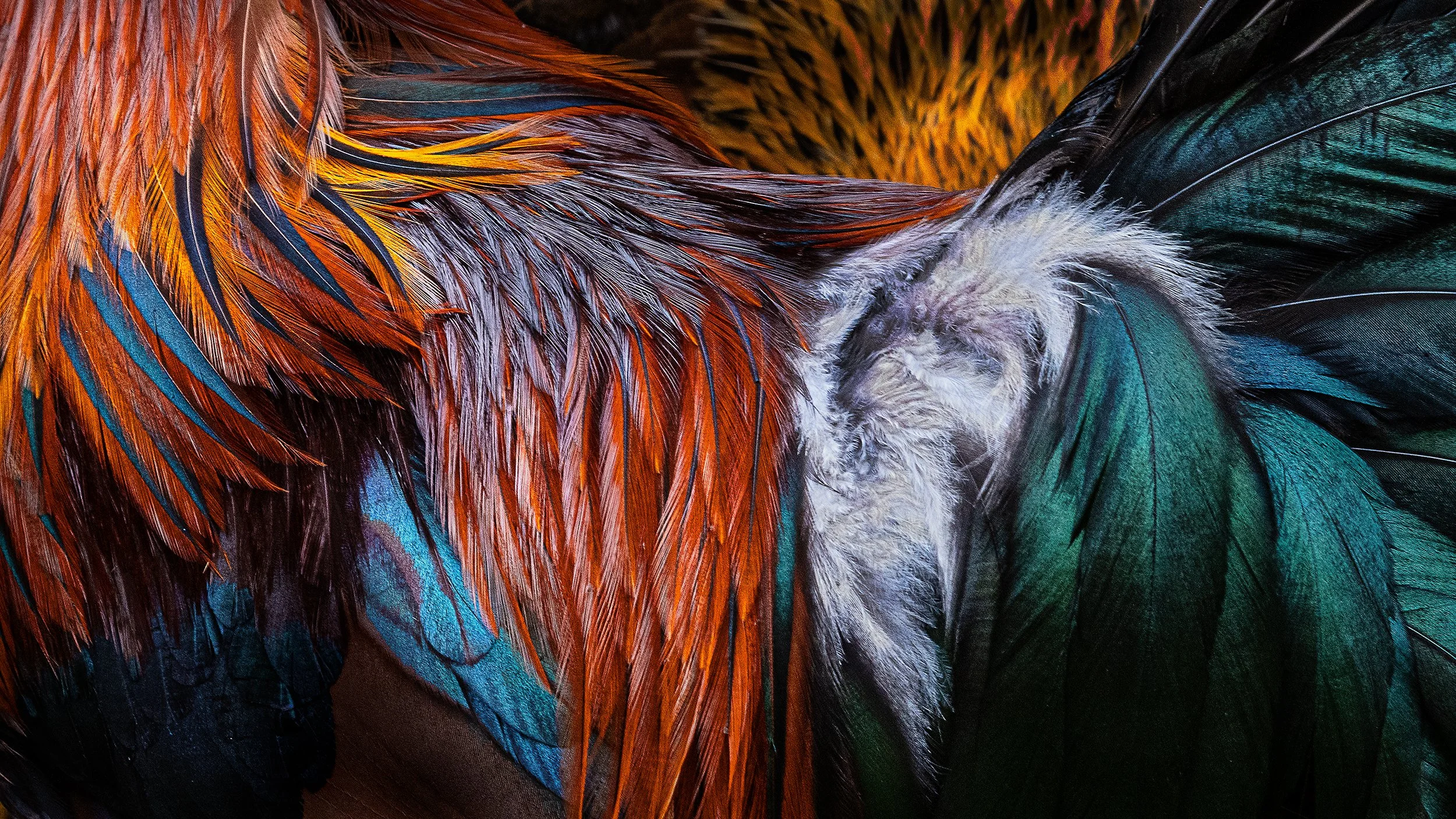 03 - JohnTeglmand - Rooster plumage.jpg