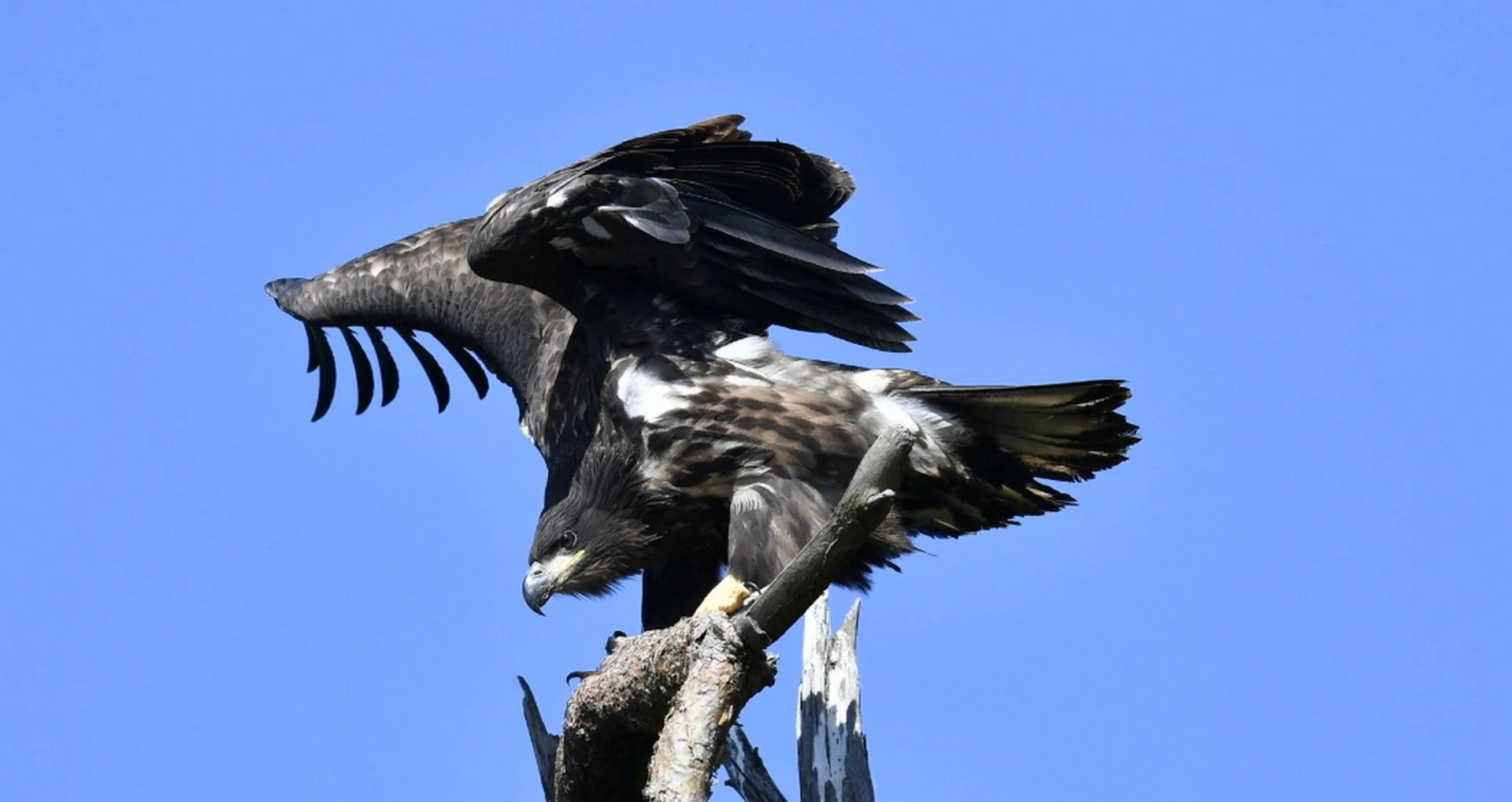 Ung havørn i øjeblikket før takeoff

Ung rovfugl balancerer på træstamme med løftede vinger i klar himmel
