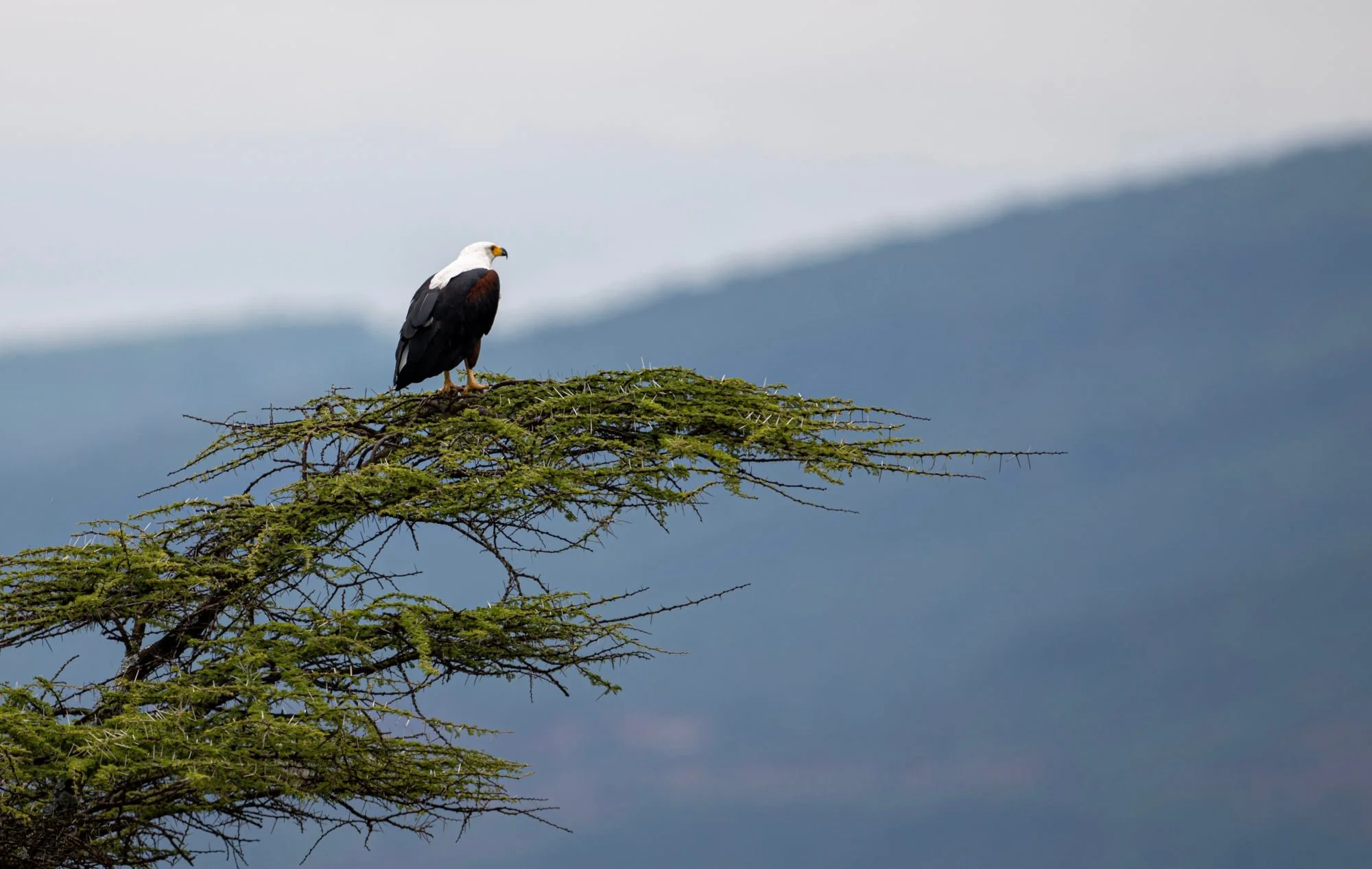 11 - African Fish eagle.jpeg