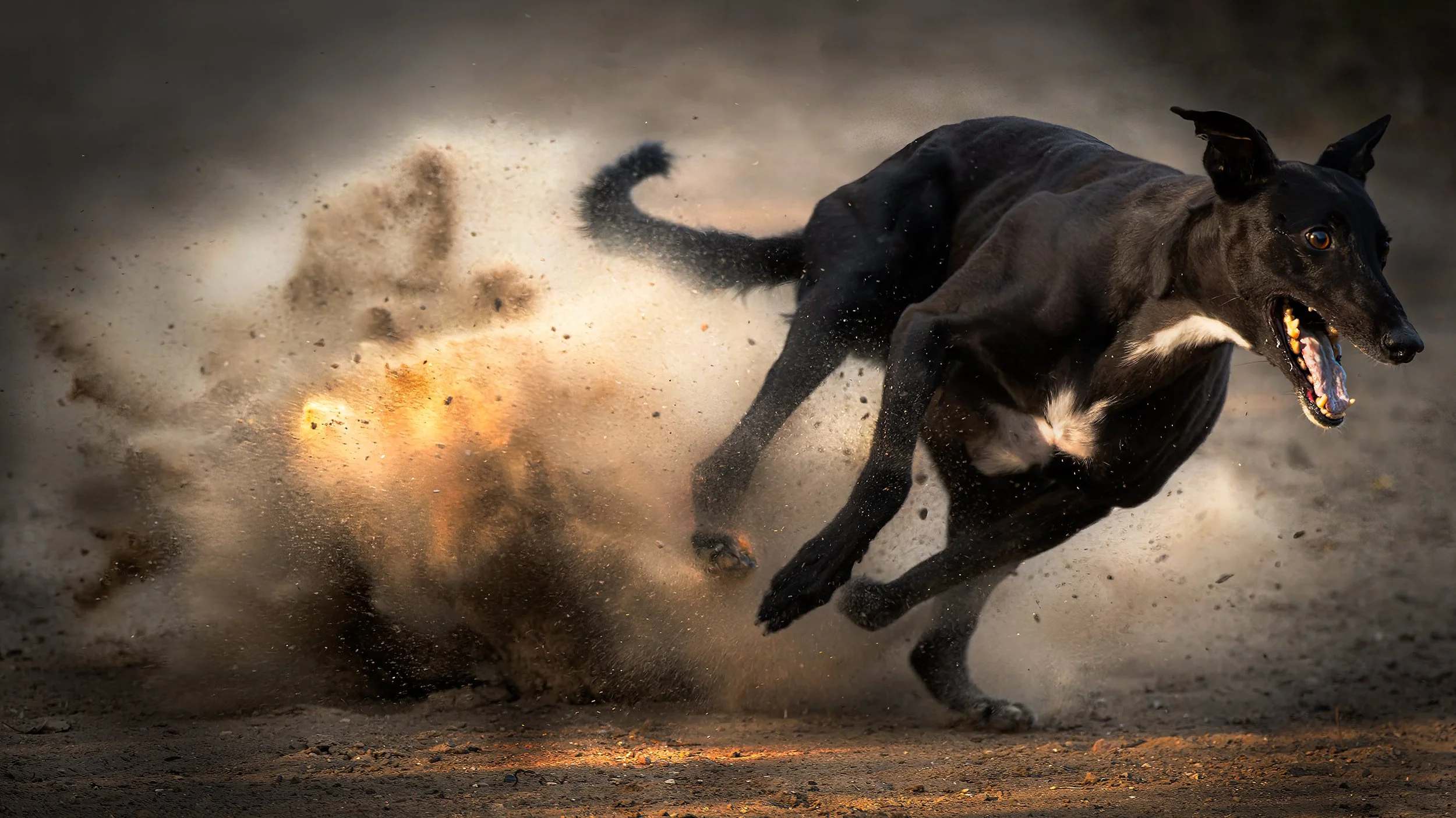 04 - JohnTeglmand - Dog Race.jpg