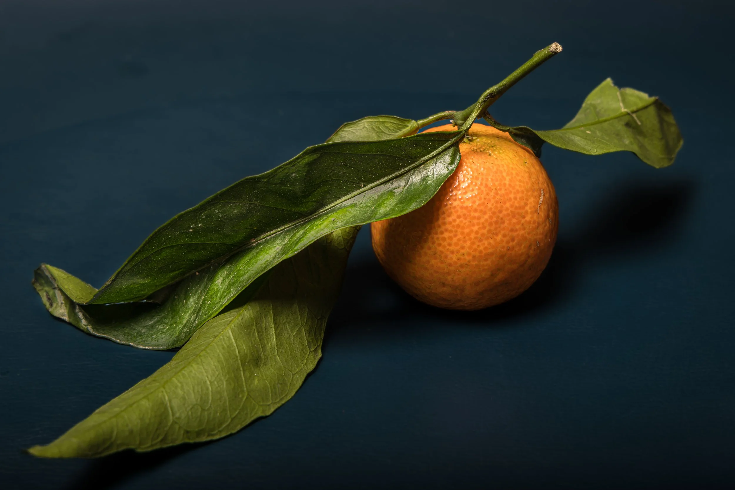 Portfolio 2025 9.jpg