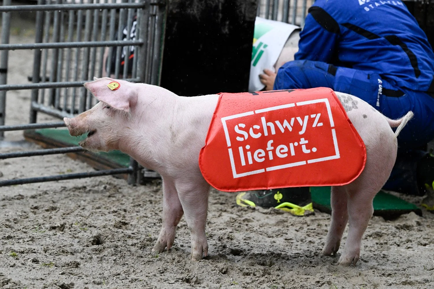 Schwyz liefert Olma 2026 Gipfel-Stürmer Erlebnis 23.jpg