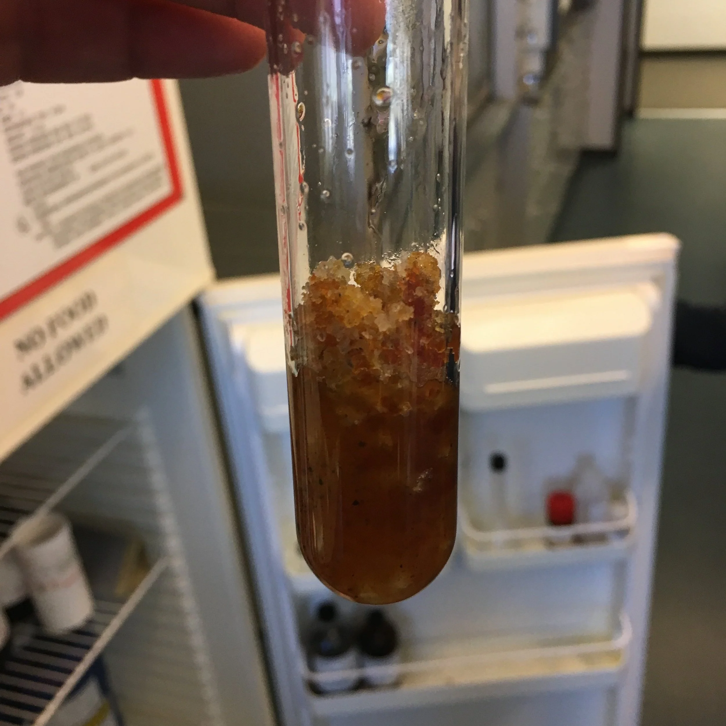 Light Ends Popcorn — Shiloh Scientific Consulting