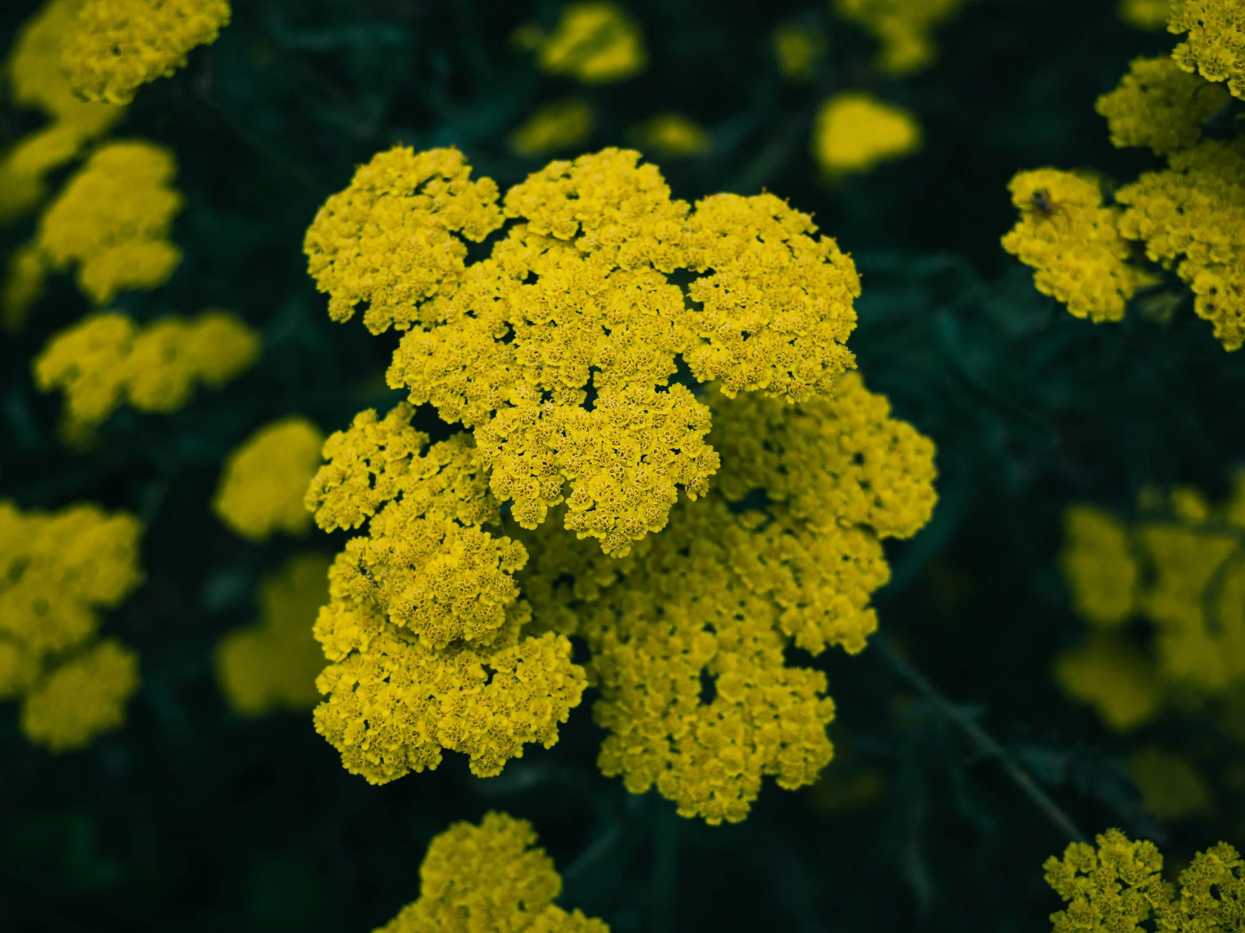 pexels-sonny-14925531.jpg