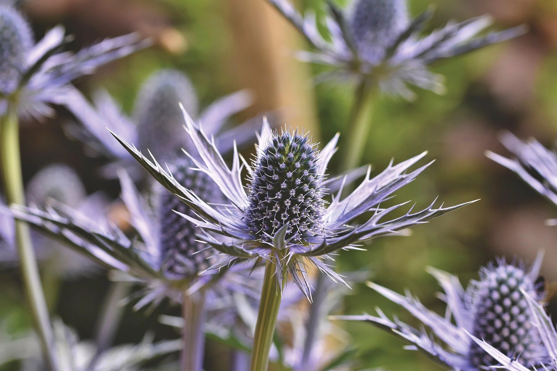 ralphs_fotos-thistle-5349702_1920.jpg