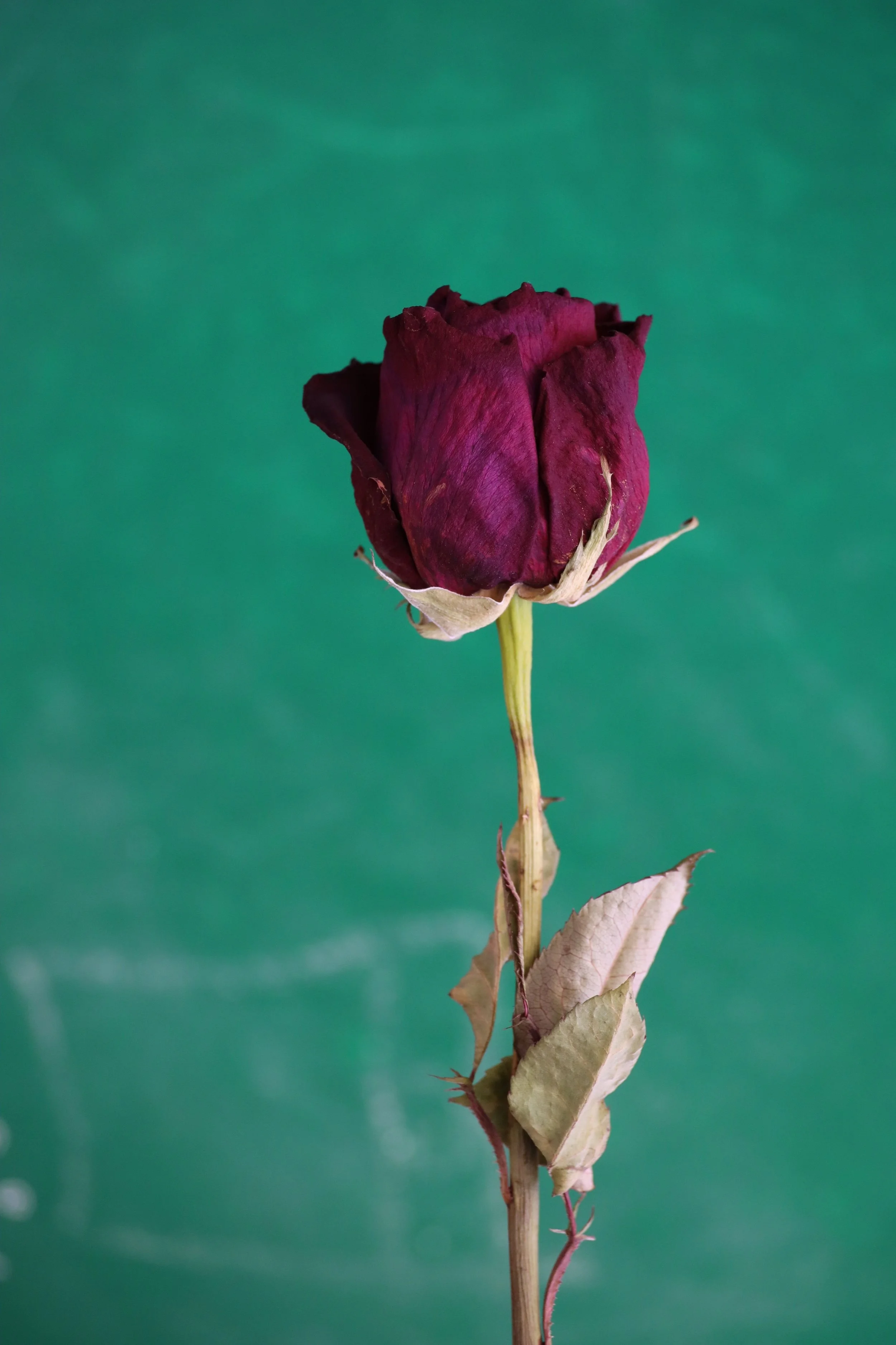 pexels-borishamer-14138895.jpg