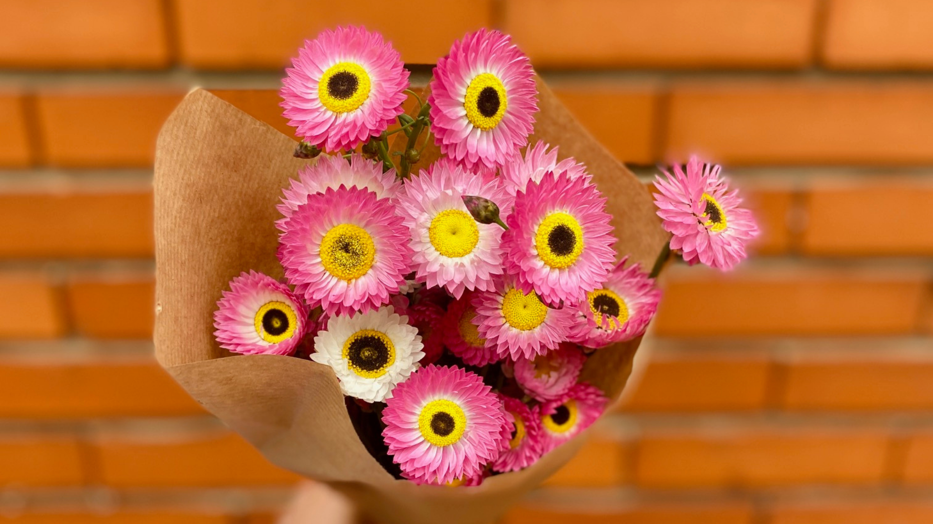 Quelles espèces de fleurs séchées choisir pour débuter ?