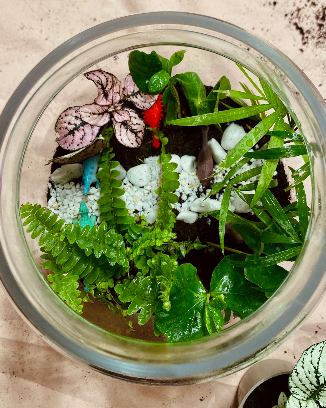 Illustrations-atelier-terrarium-enjoie-dinoel-2026-9.png