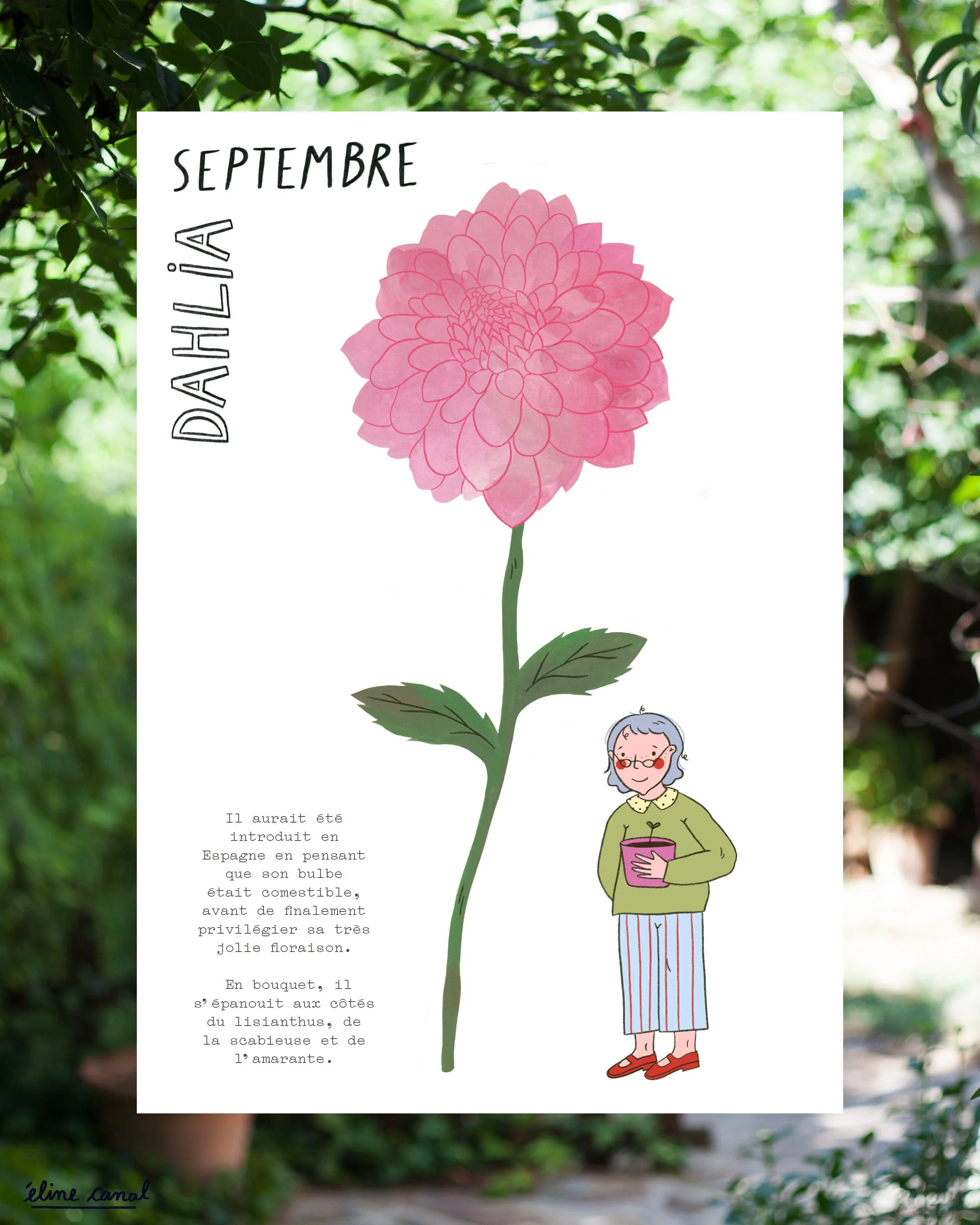 Post-Insta-calendrier-fleurs-saison-eline-canal-ENJOIE-11.jpg