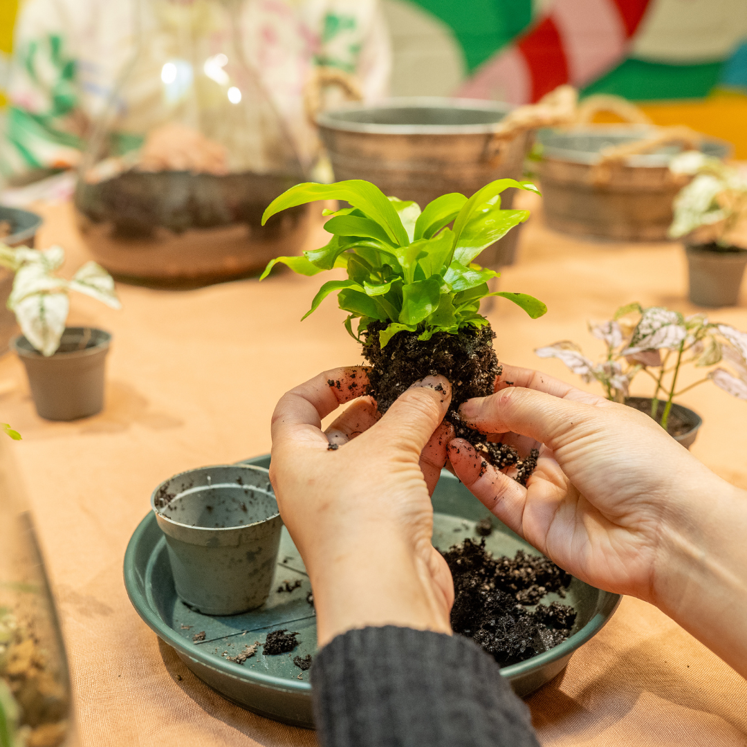 Atelier apéro terrarium à Strasbourg