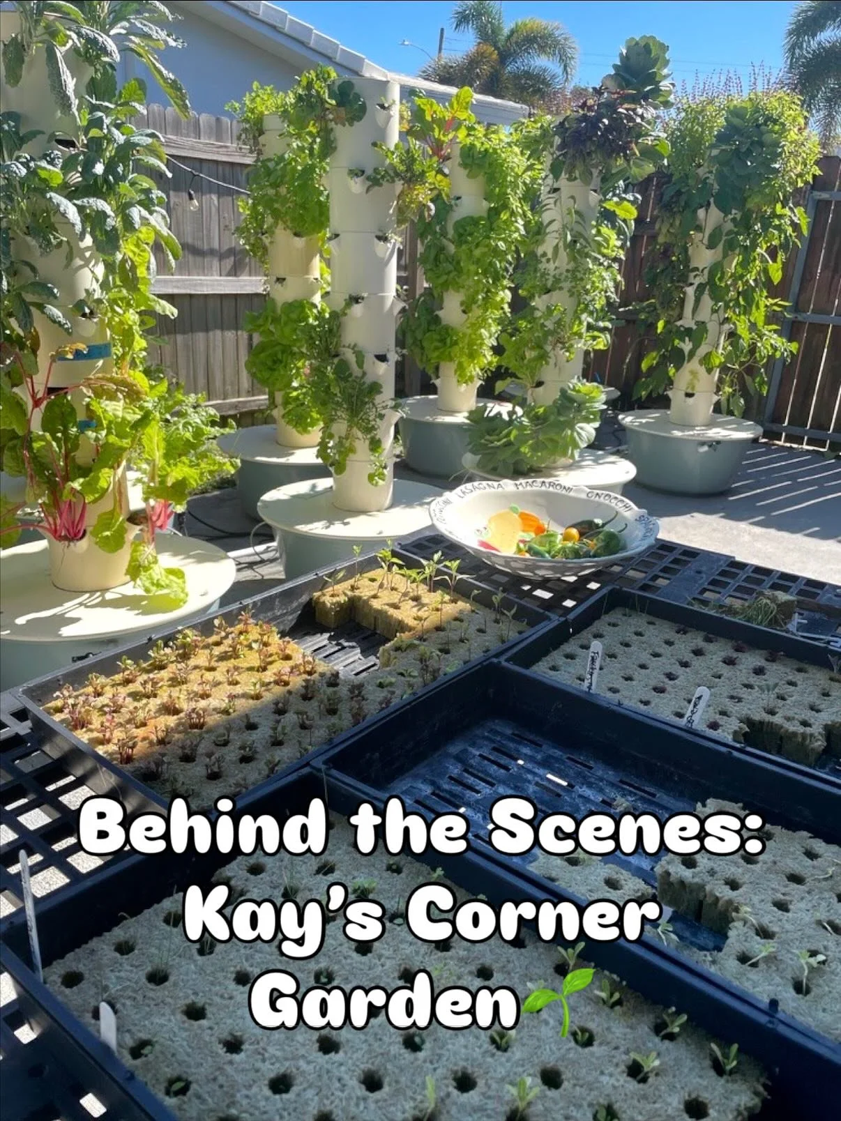 Kay&rsquo;s Corner Garden is blooming and thriving💛 What once started as a few small sprouts has grown into something truly beautiful. 🌿✨

#kayscorner #madewithlove #southflorida #aeroponicgardening #freshingredients #seasonalmenu #tasteoftheseason