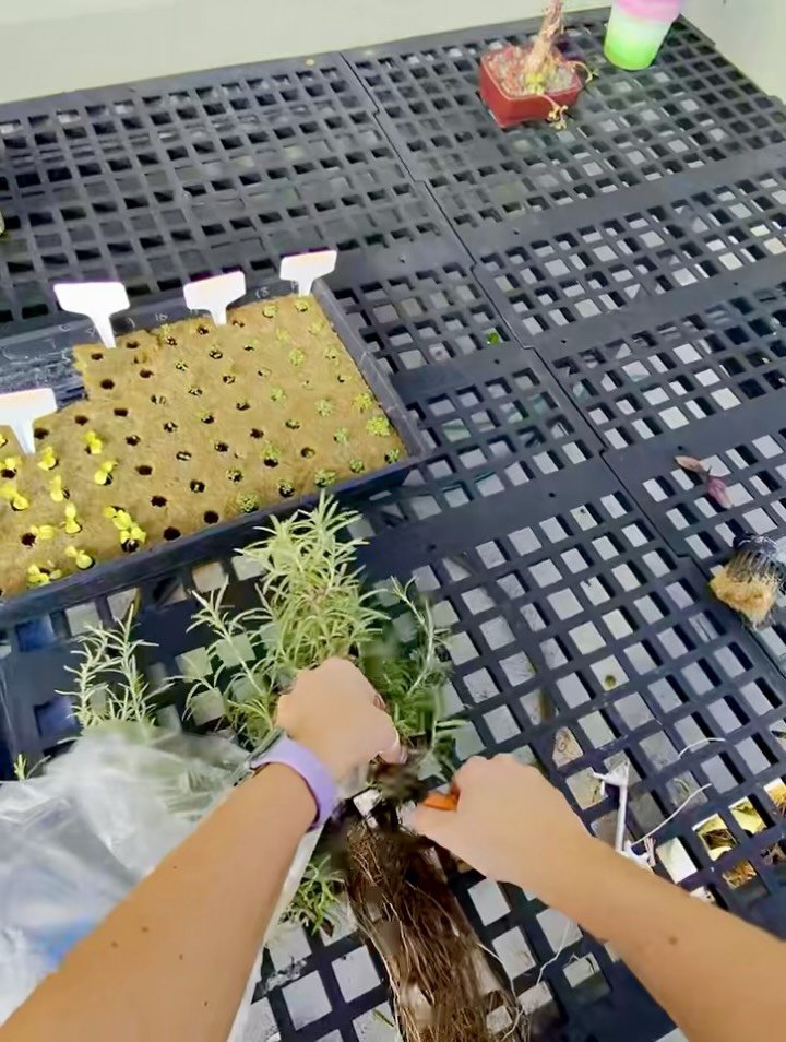 Fresh from the garden to the oven 🌿✨ Hand-picked rosemary from Kay&rsquo;s Corner, baked into warm, aromatic focaccia. #FarmToTable

#kayscorner #gardenfresh