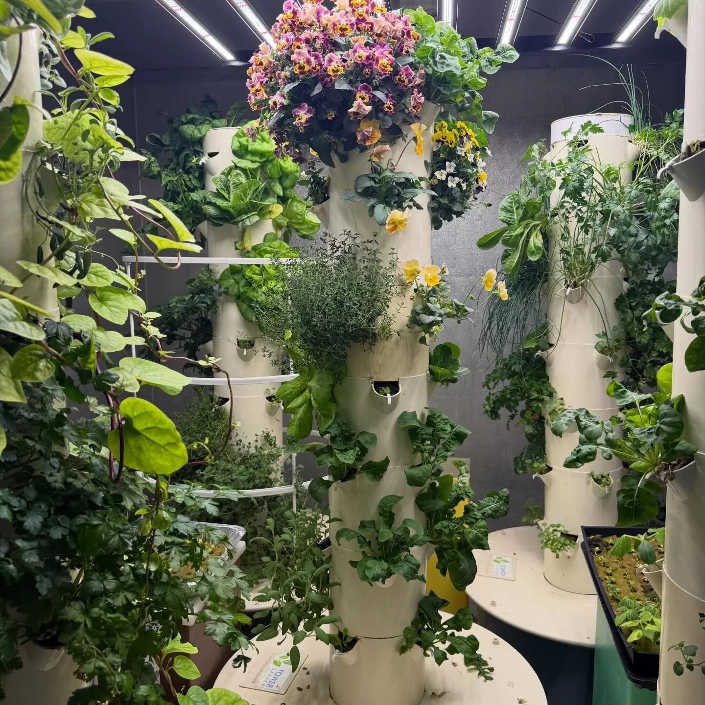 Fresh hand picked thyme straight from Kay&rsquo;s Corner Indoor Aeroponic Garden 🌿✨ Fun fact: thyme holds its flavor even during long cooking times&mdash; making it perfect for roasts, soups, and slow-simmered dishes.

#kayscorner #aeroponicgardenin