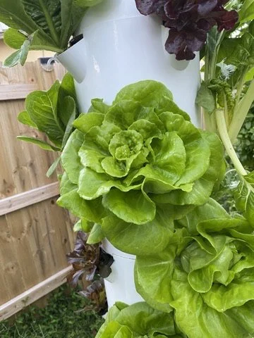 Kay’s Garden Lettuce Head
