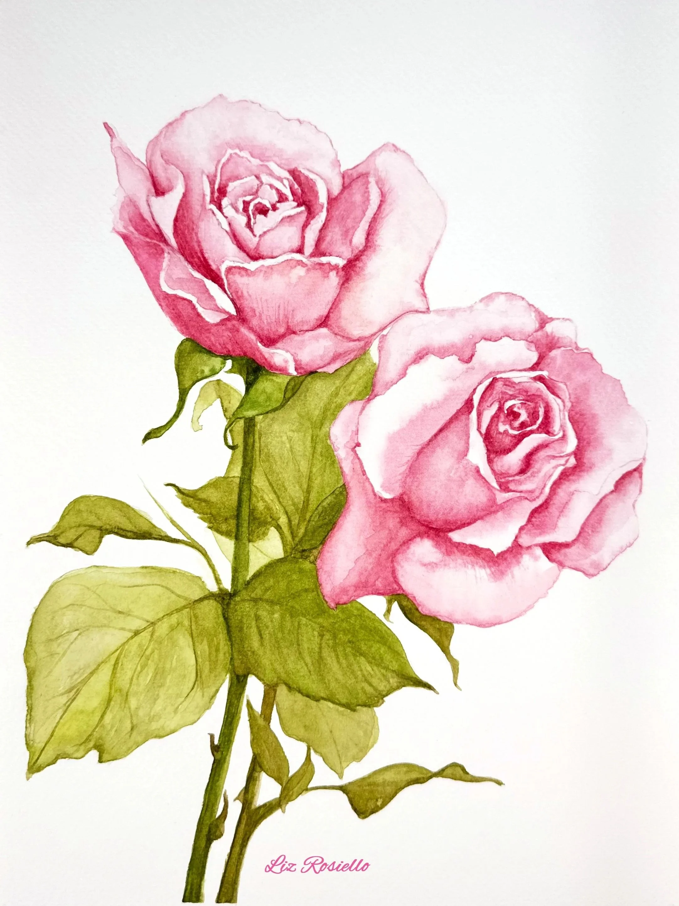 Pink Roses