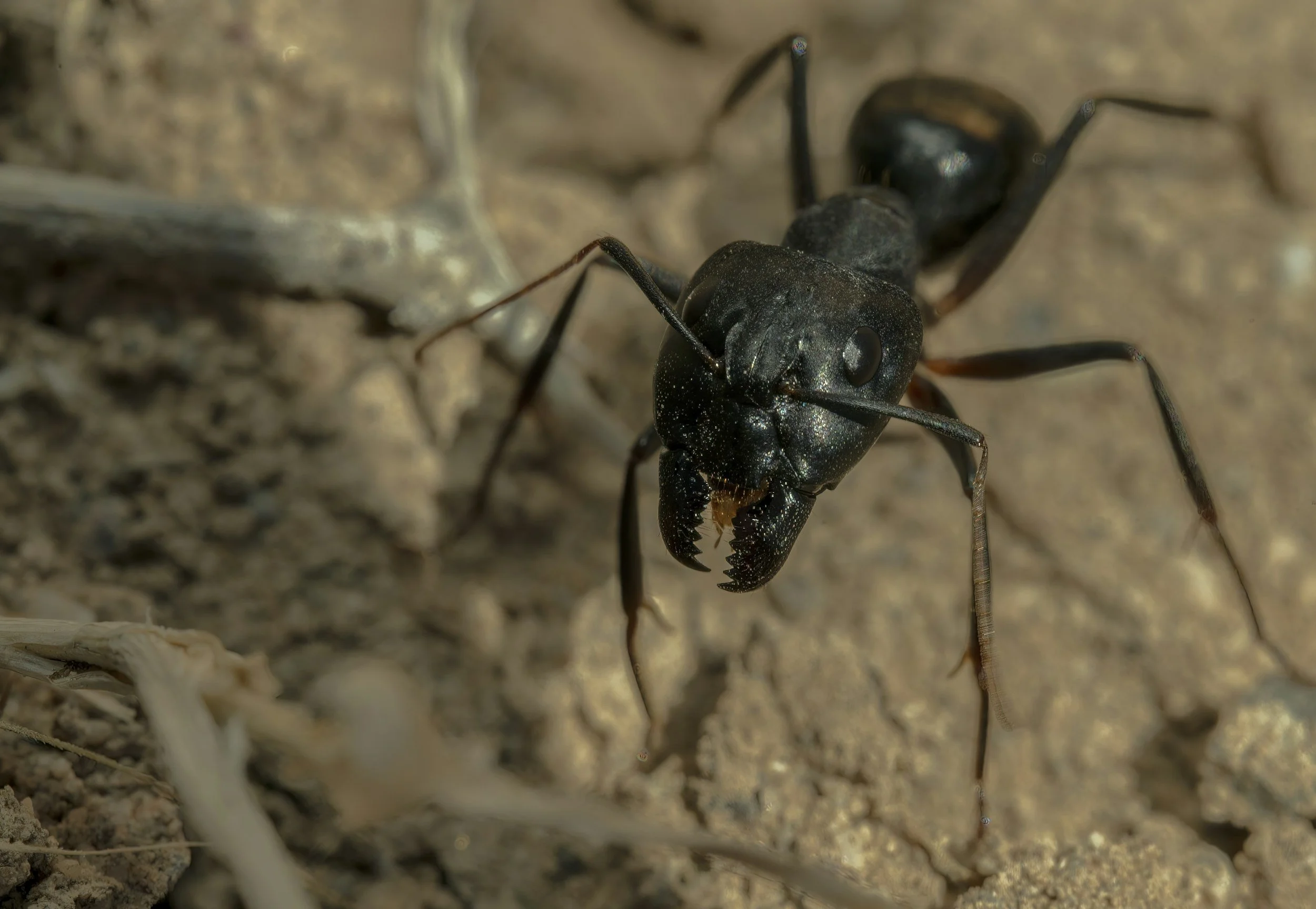 Close-up of a black ant on soil.