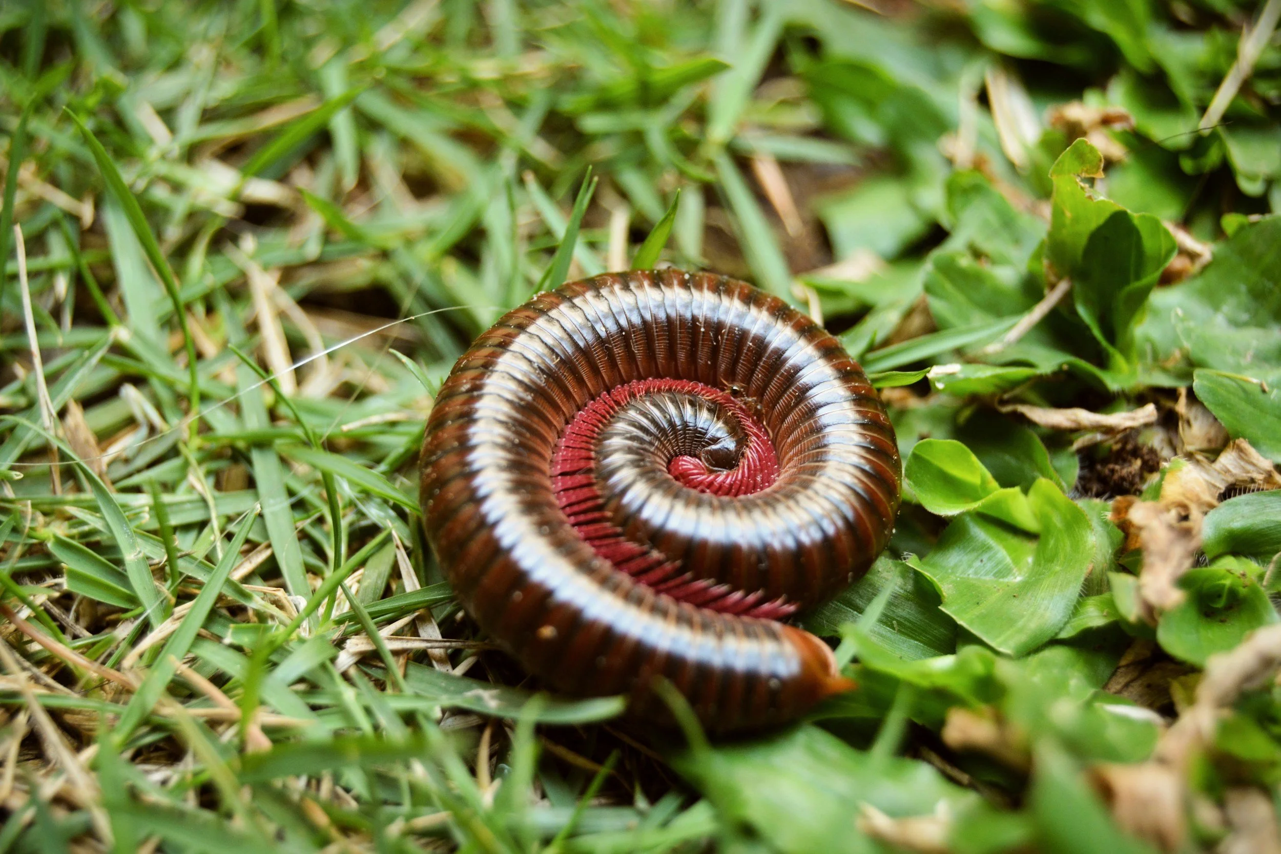 millipede laying on grass